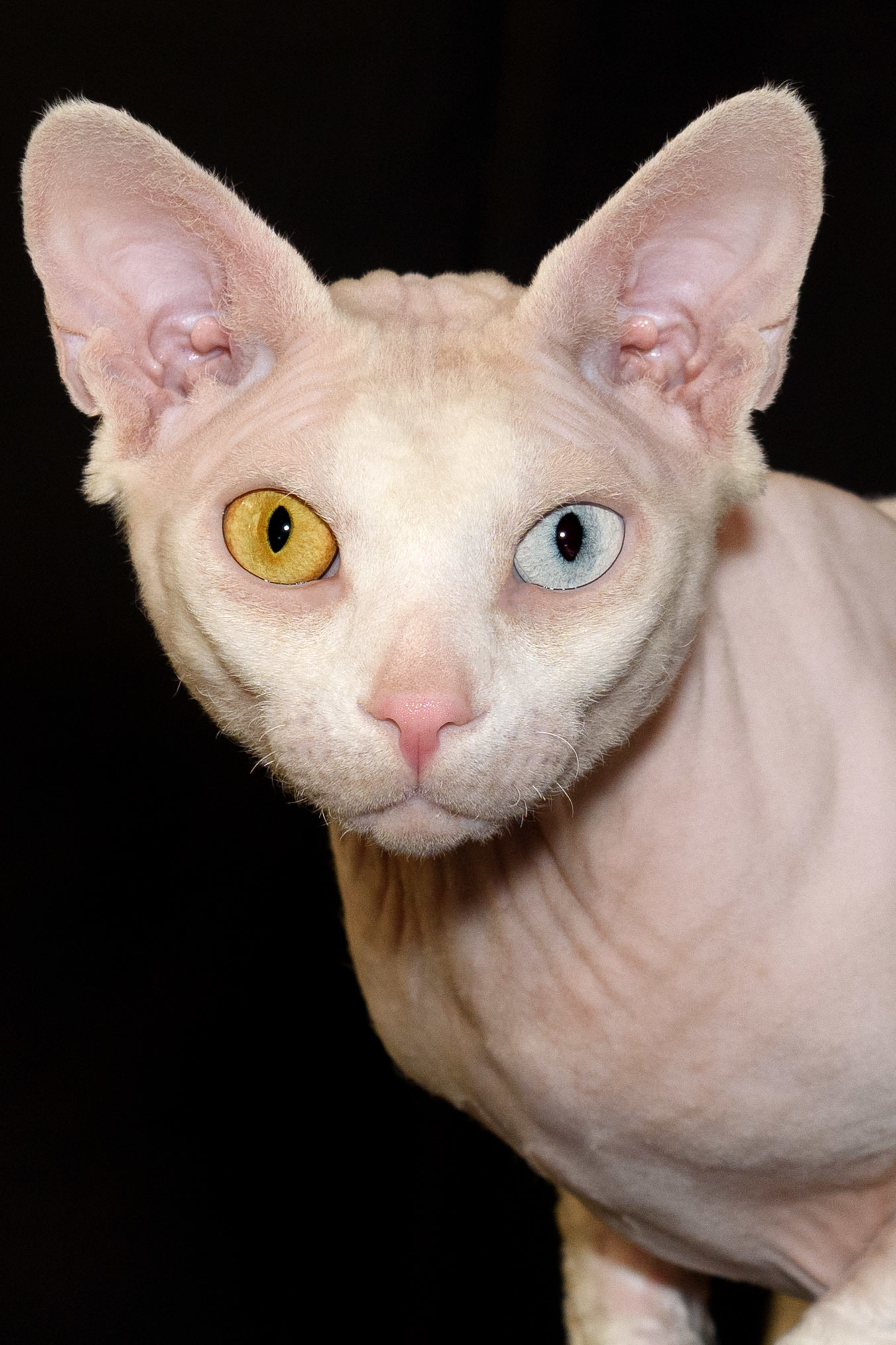 A cattery of Canadian Sphynx breed, located in Limassol, Cyprus