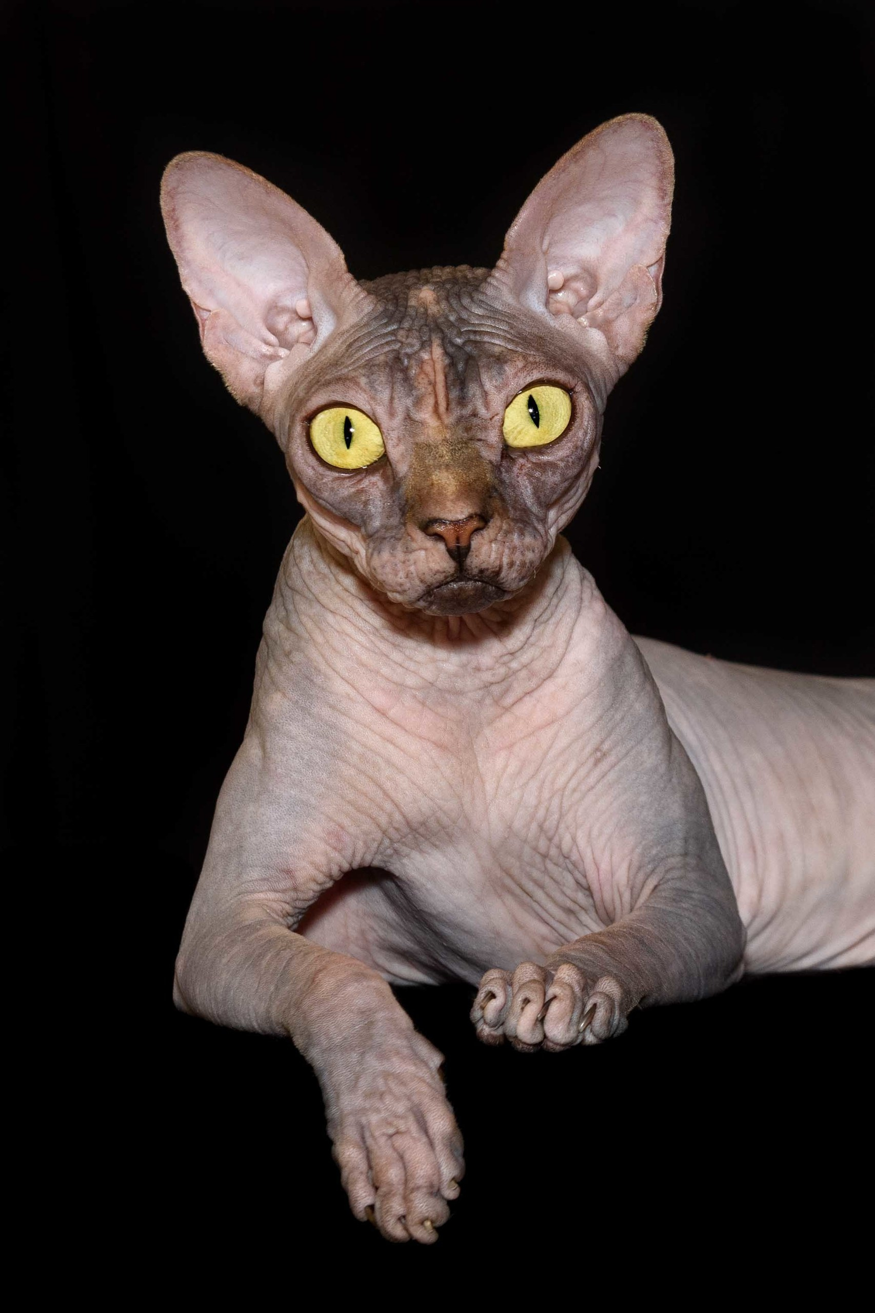 sphynx kittens Boston, sphynx kittens New York, sphynx kittens for sale Boston, sphynx kittens for sale New York