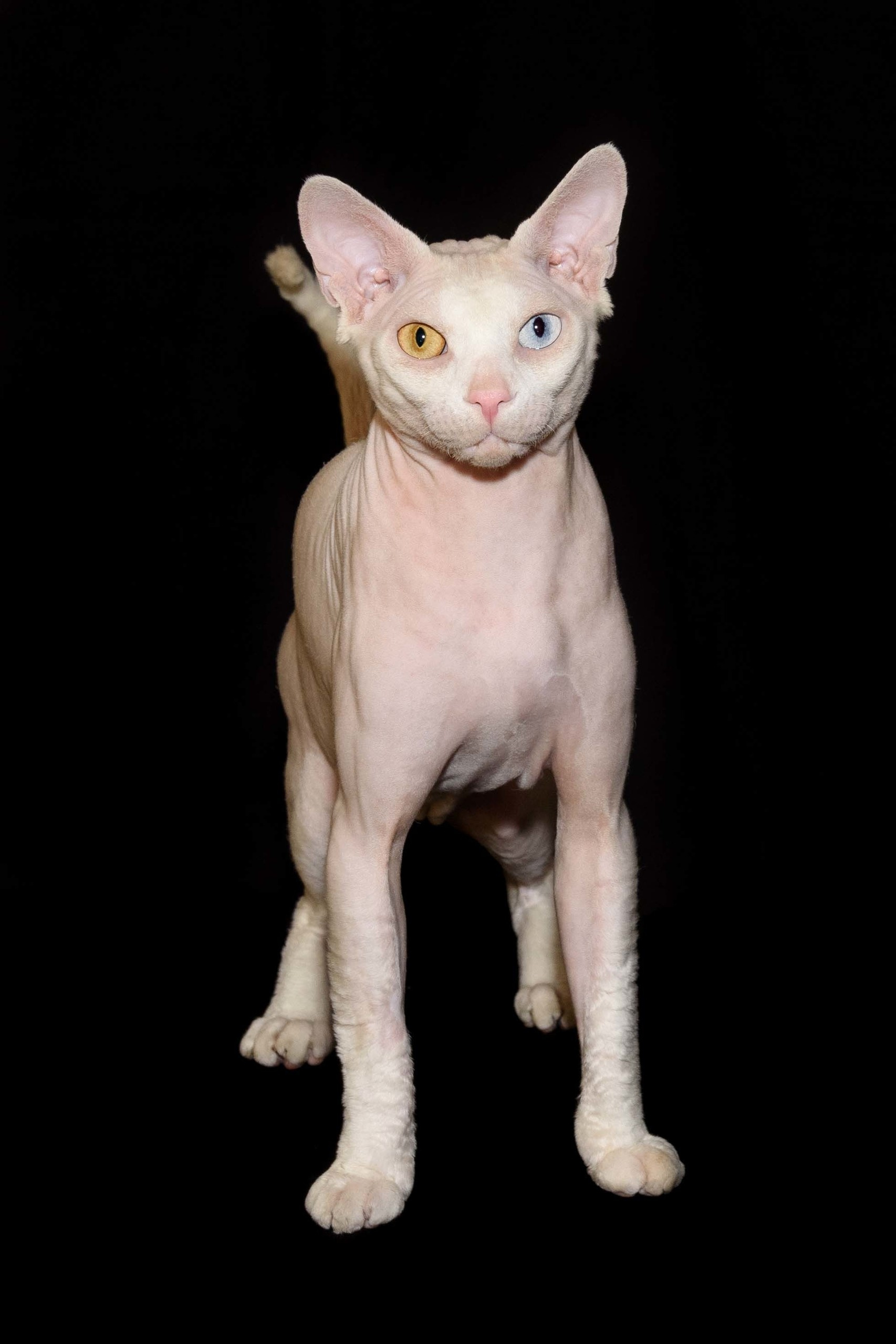 A cattery of Canadian Sphynx breed, located in Limassol, Cyprus
