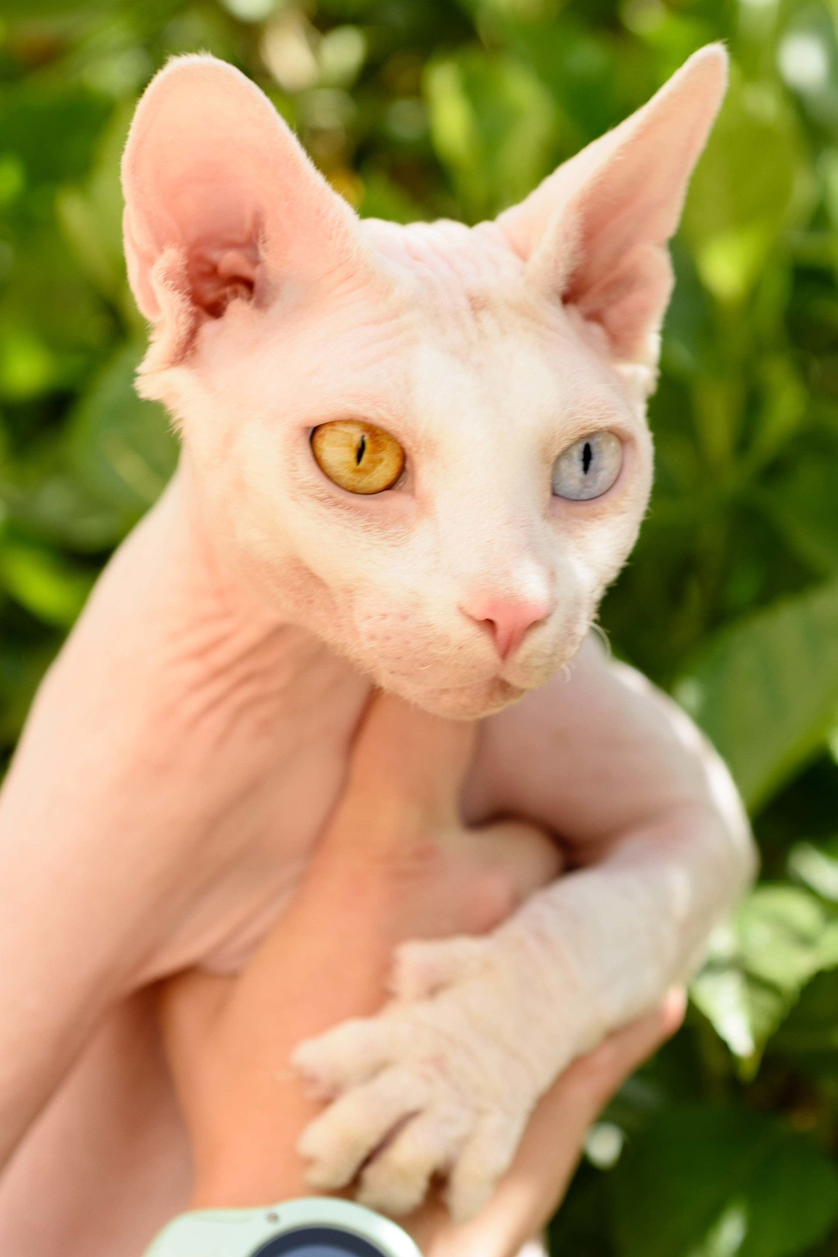 A cattery of Canadian Sphynx breed, located in Limassol, Cyprus