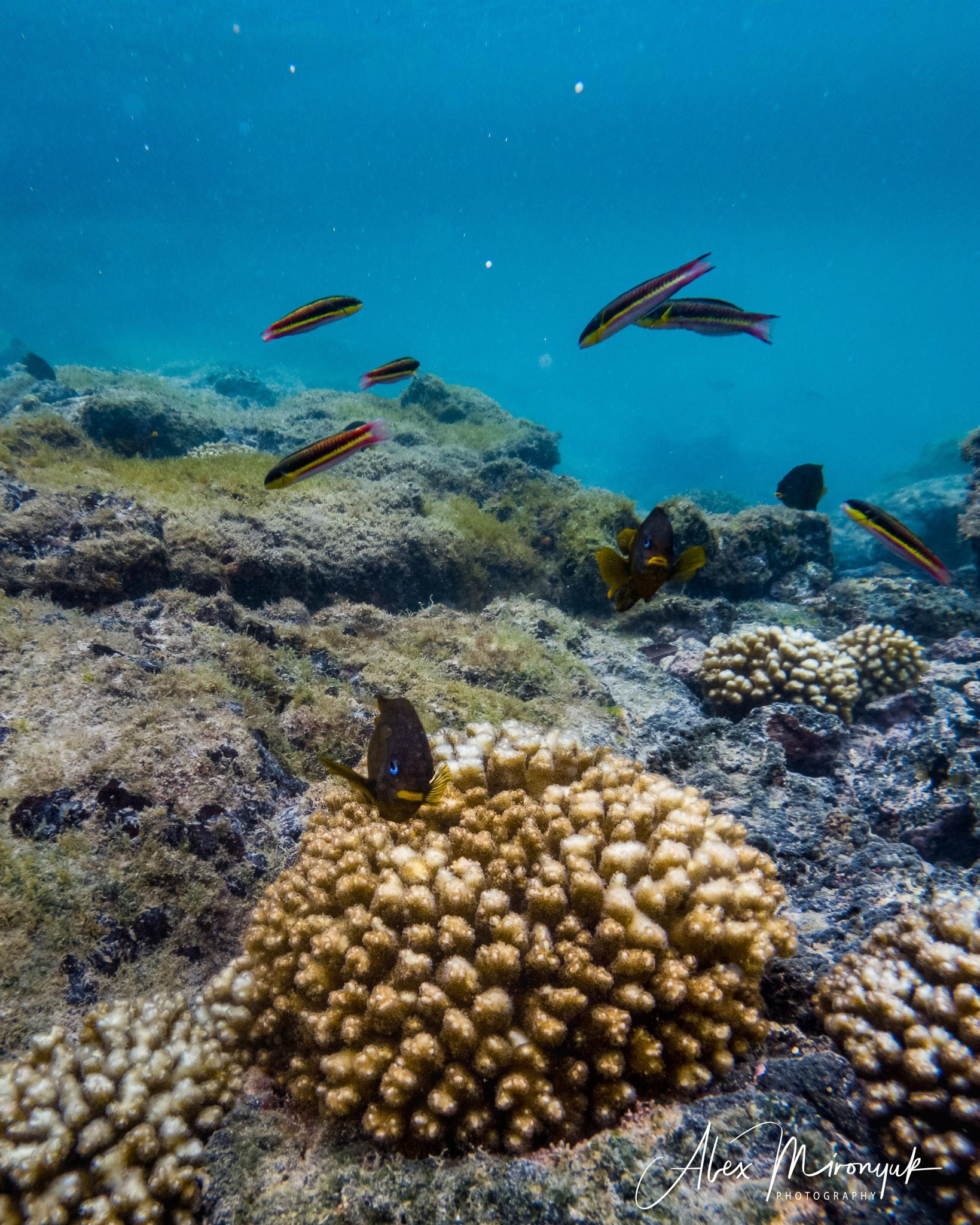 Galapagos Islands Adventure. Alex Mironyuk Photography
