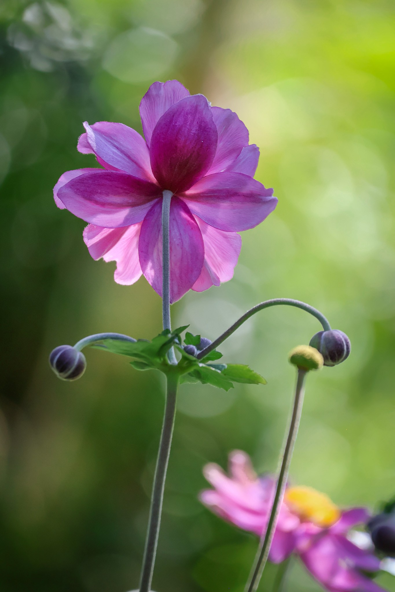 Kagran School Gardens