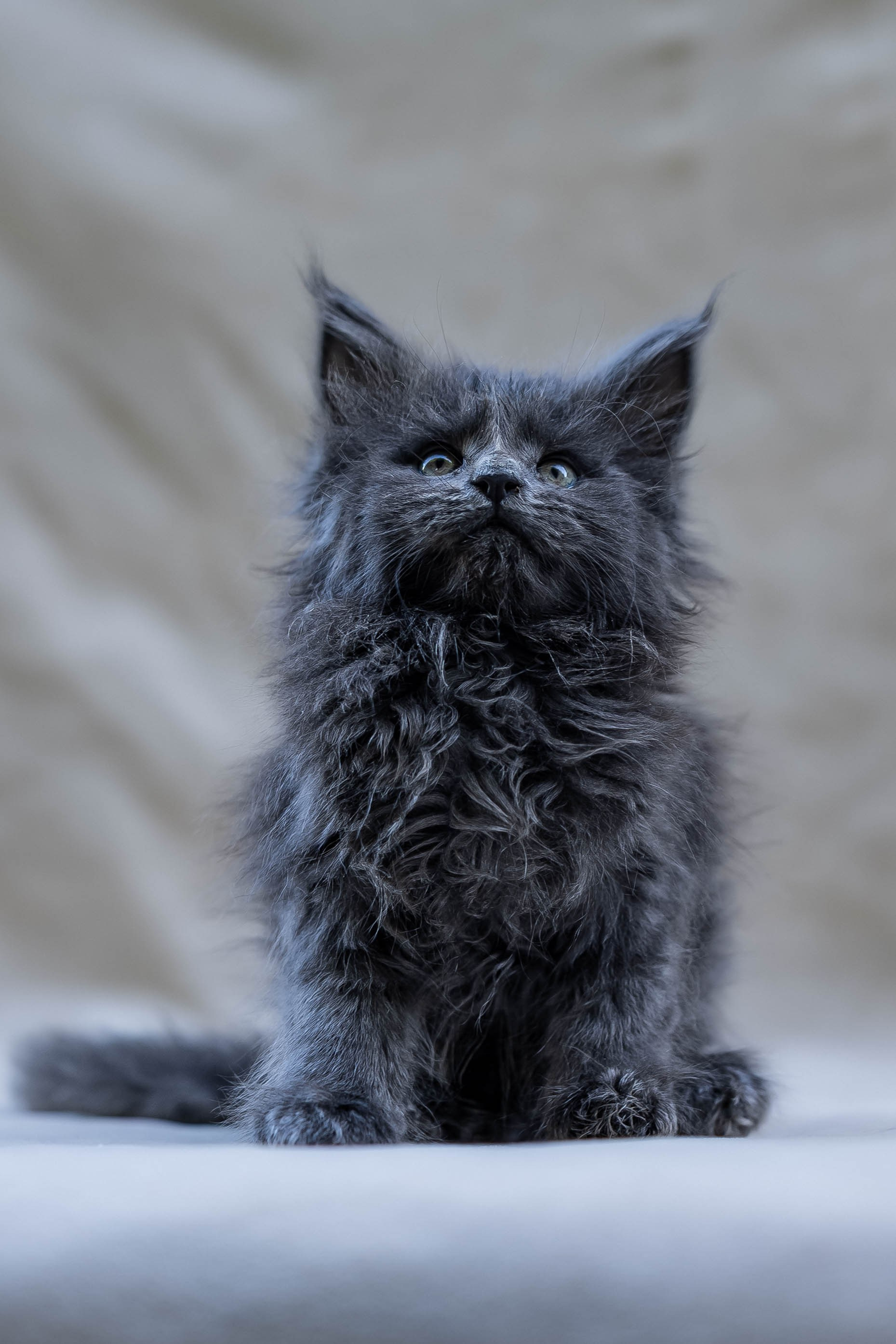 Senator Orlando. Senator Cat — Maine Coon cattery