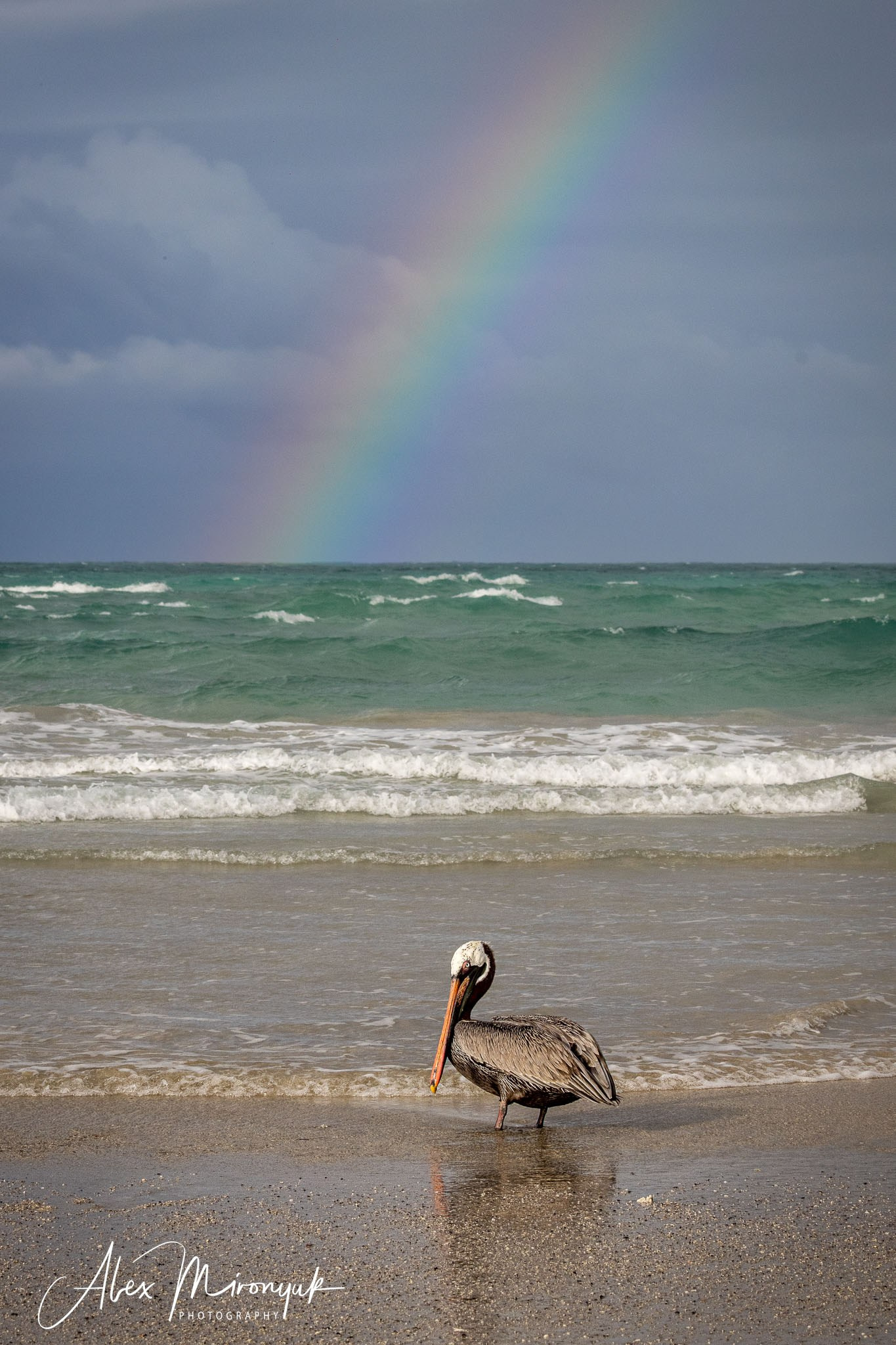 Galapagos Islands Adventure. Alex Mironyuk Photography