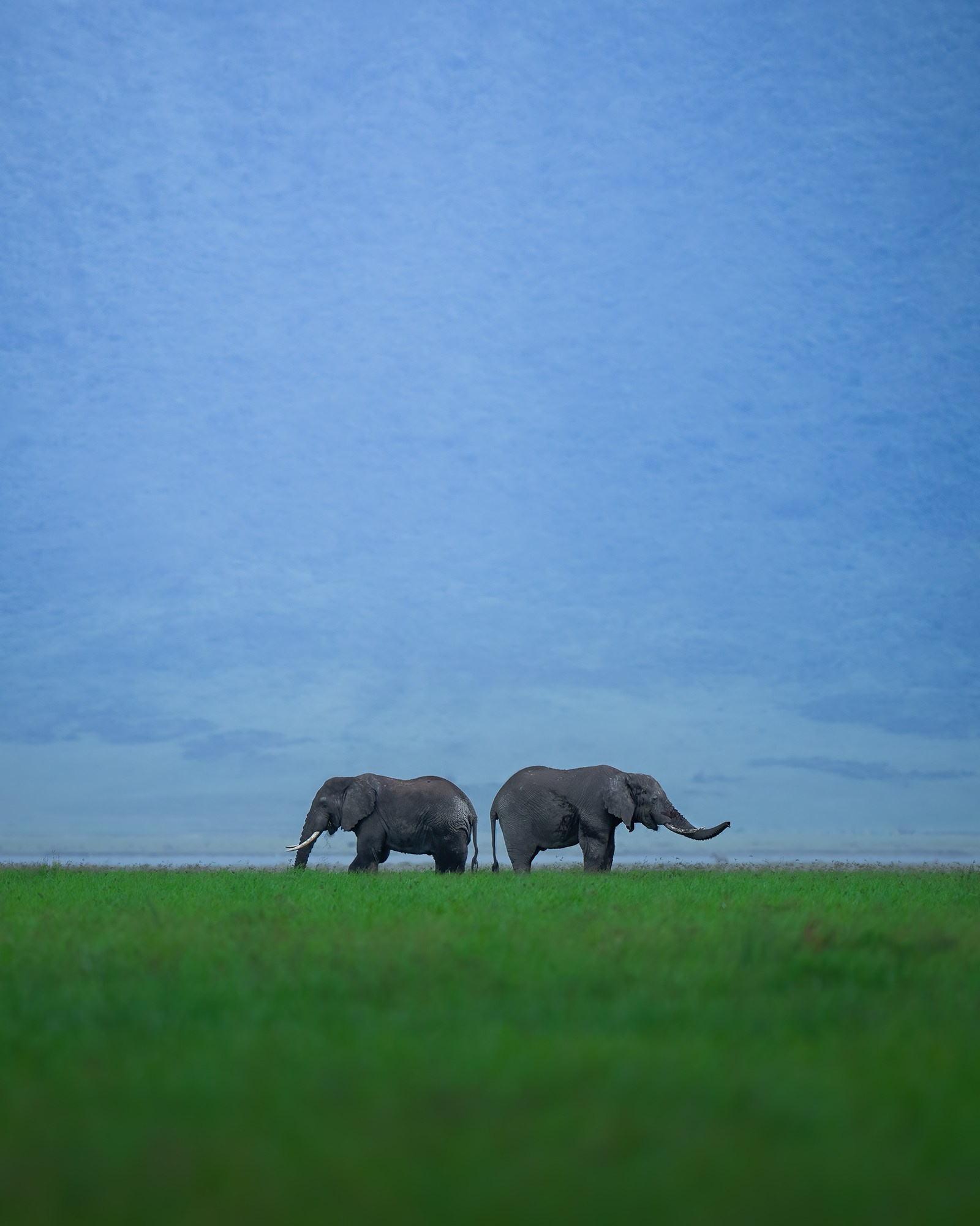 TRIPS. Fine art wildlife photographer Alexandra Surkova