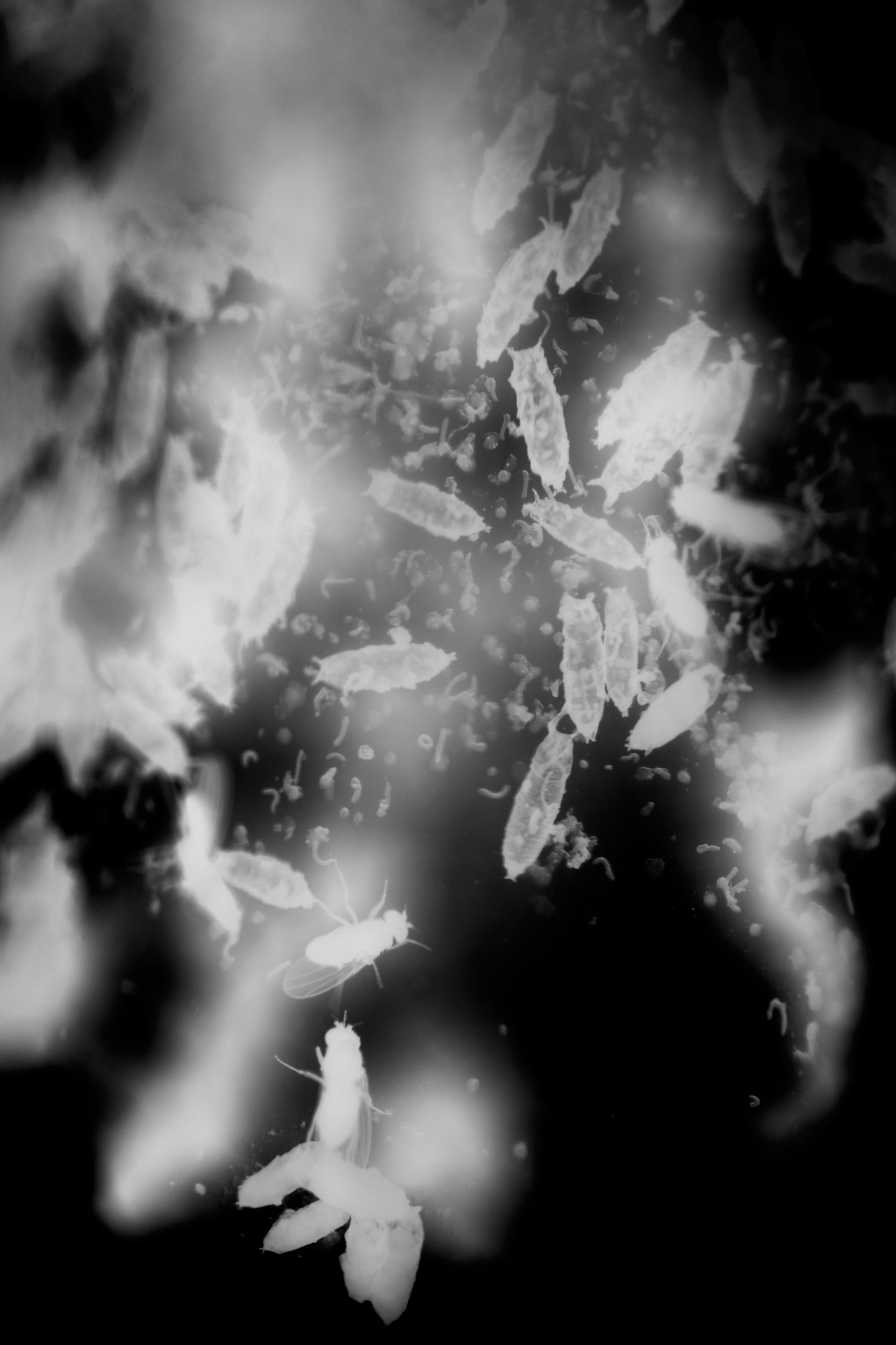 Immortality. GLISH ART — Timofey Glinin & Anastasia Shubina