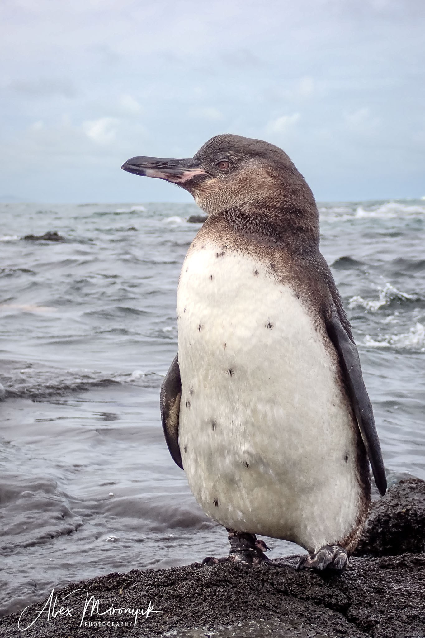 Galapagos Islands Adventure. Alex Mironyuk Photography