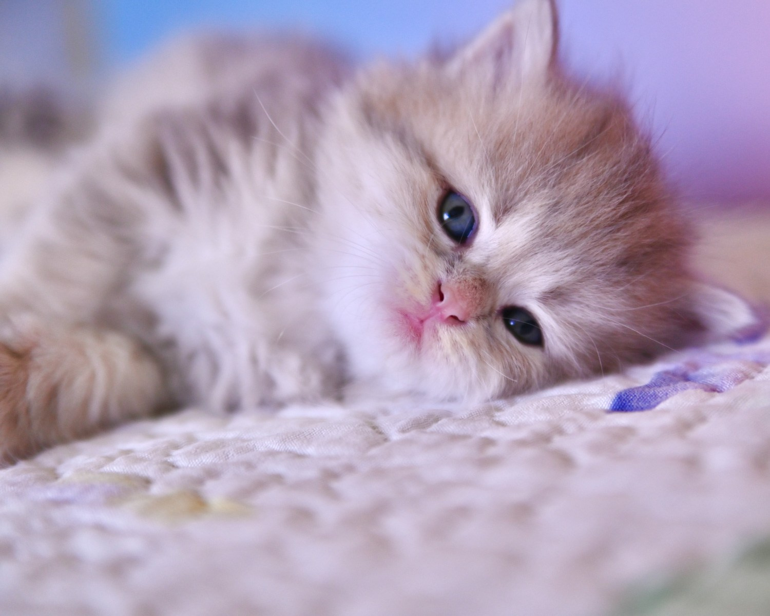 Beautiful Siberian kitten relaxing and looking at the camera