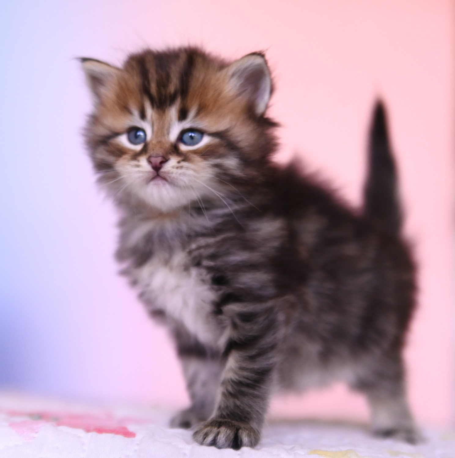 Regal Brown tabby Siberian kitten standing with his tail up