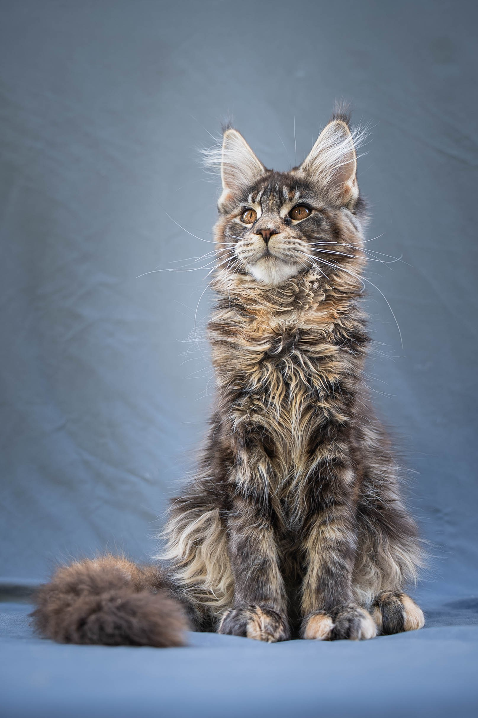 Senator Yasmin. Senator Cat — Maine Coon cattery