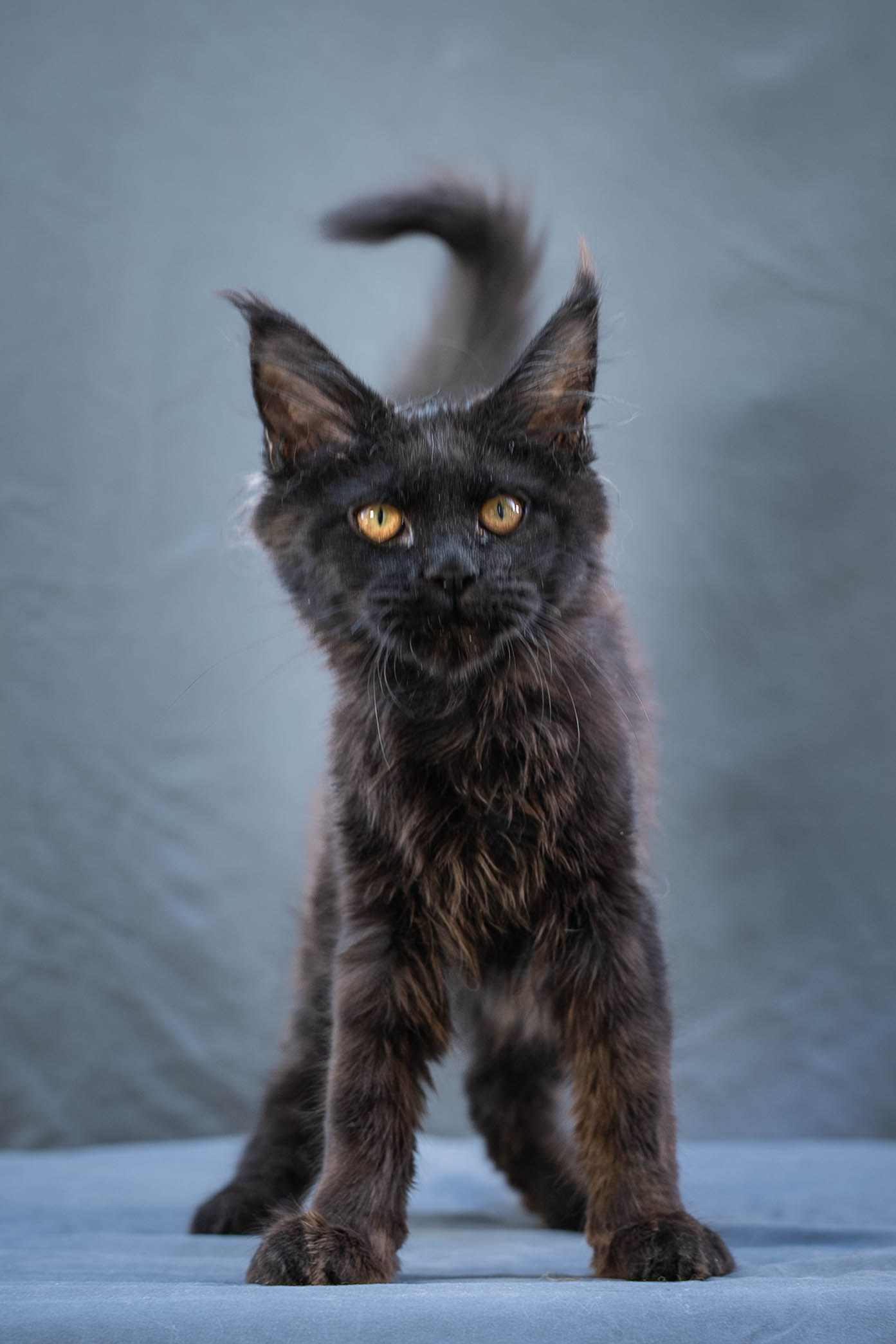 Senator Vince. Senator Cat — Maine Coon cattery