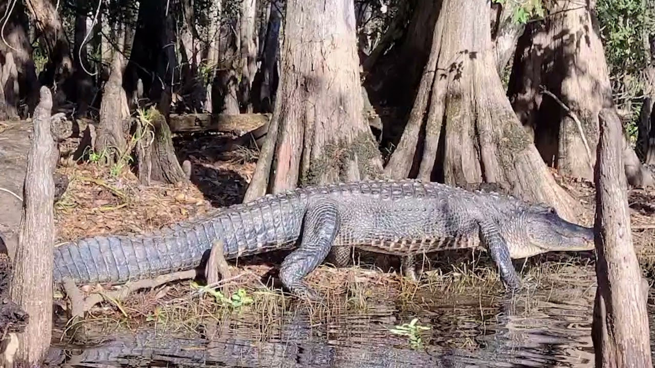 1-Day Eco-Adventure Tour “Alligators, Birds and Cypress”. Alex Mironyuk Photography