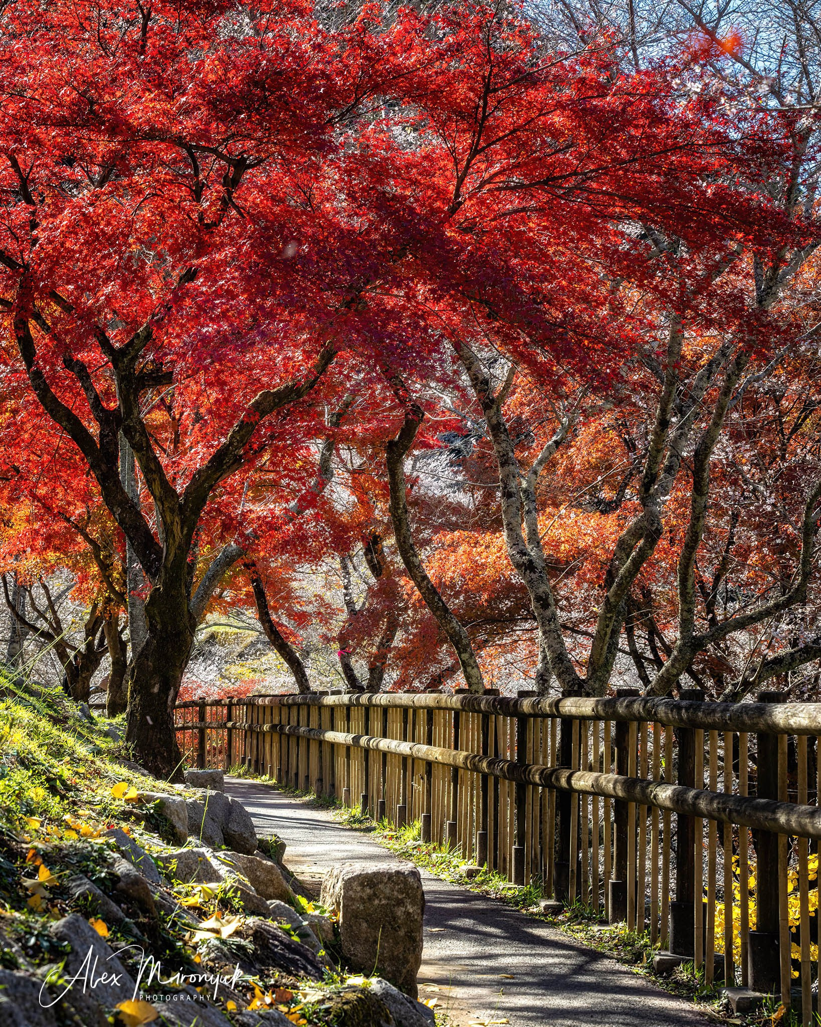 Autumn Colors of Japan. Pet, Senior, Landscape, portrait studio, photographer in Miami and Sou