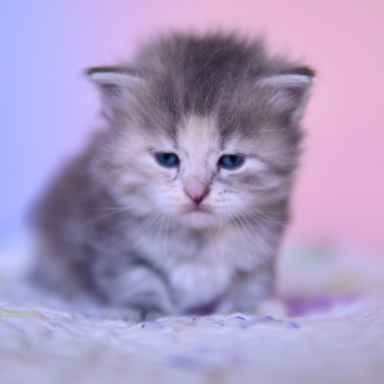 Blue torbie Astera Siberian kitten posing for the camera