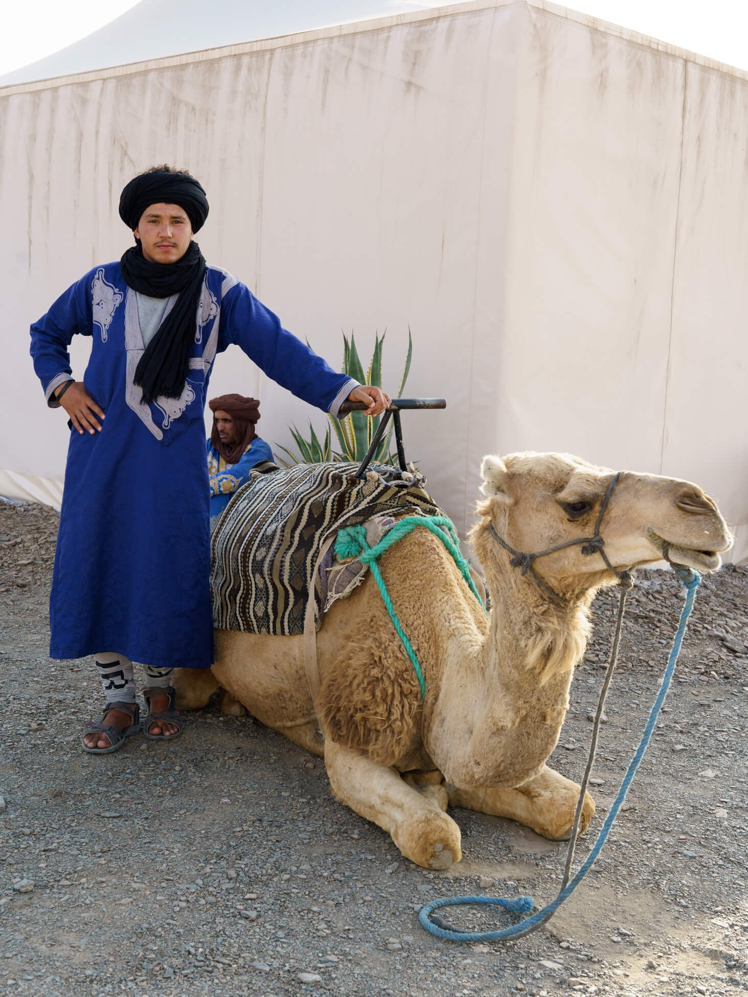 Camel handler beside seated camel at luxury desert wedding setting, Morocco
