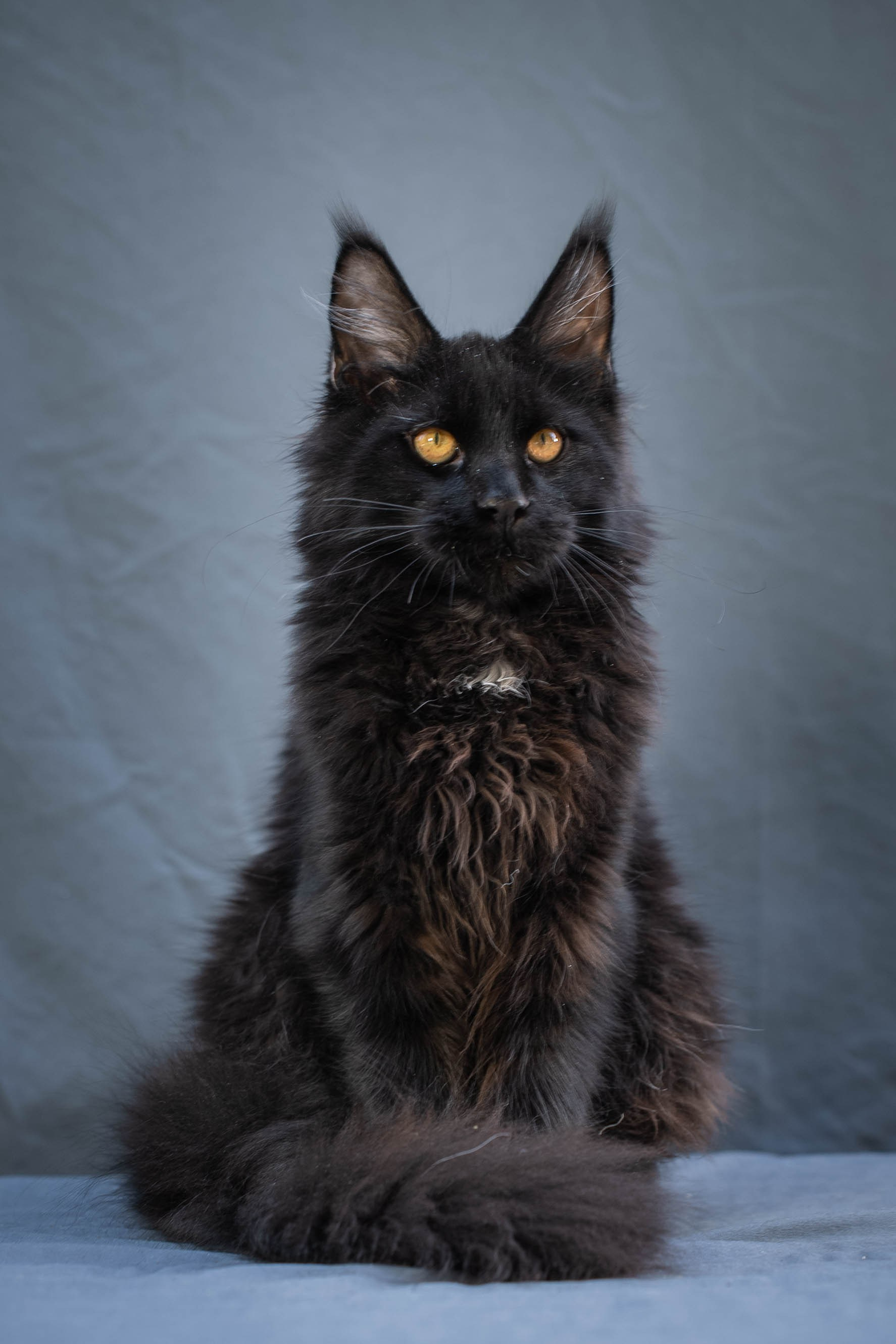 Senator Trevor. Senator Cat — Maine Coon cattery