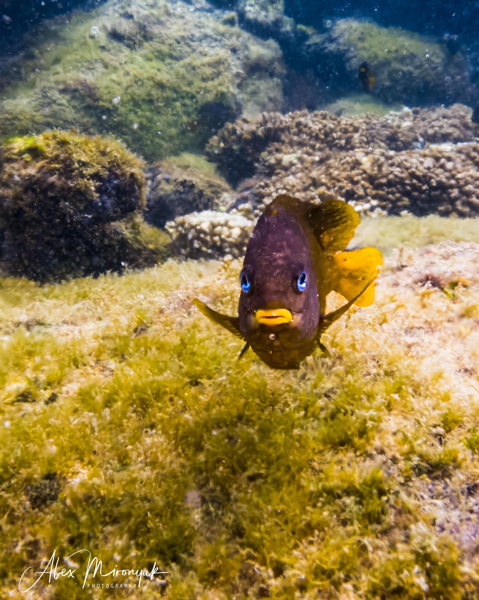 Galapagos Islands Adventure. Alex Mironyuk Photography