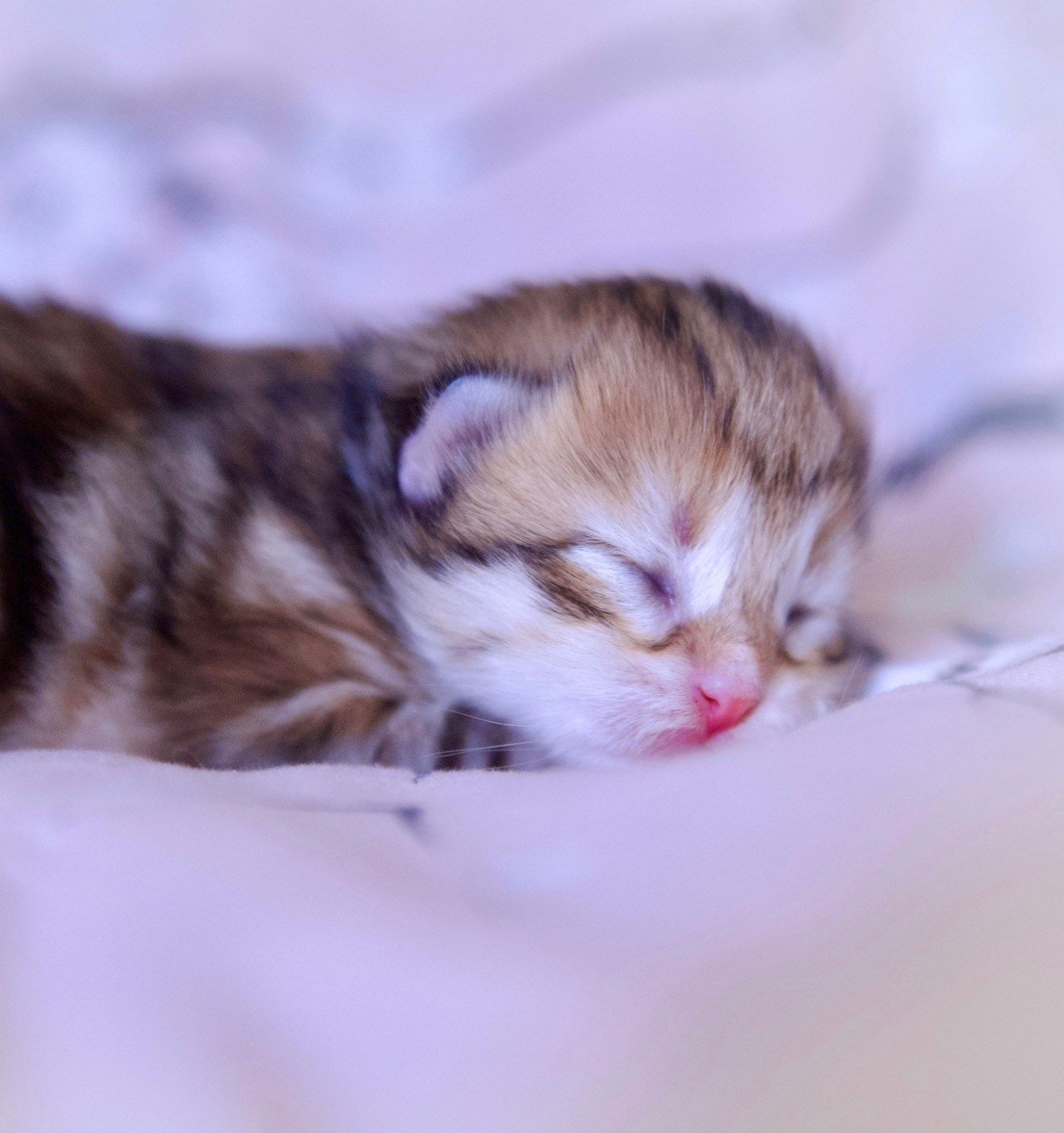 Astera Siberians — Fedora & Onisim Kittens at 10 Days Old | Dallas, Texas. Astera Siberians |Hypoallergenic Kittens