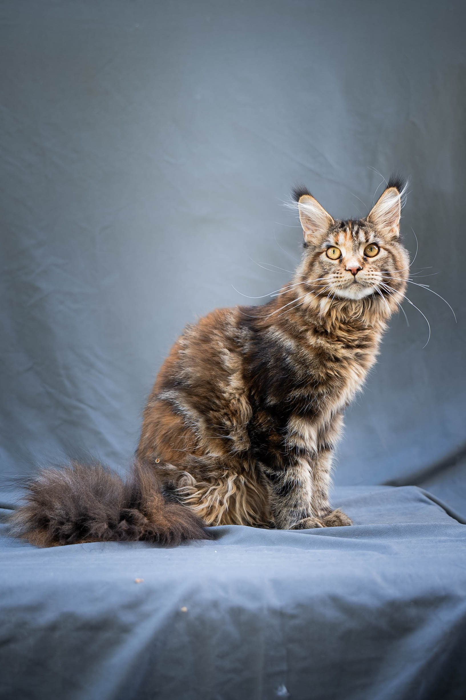 Senator Rosie. Senator Cat — Maine Coon cattery