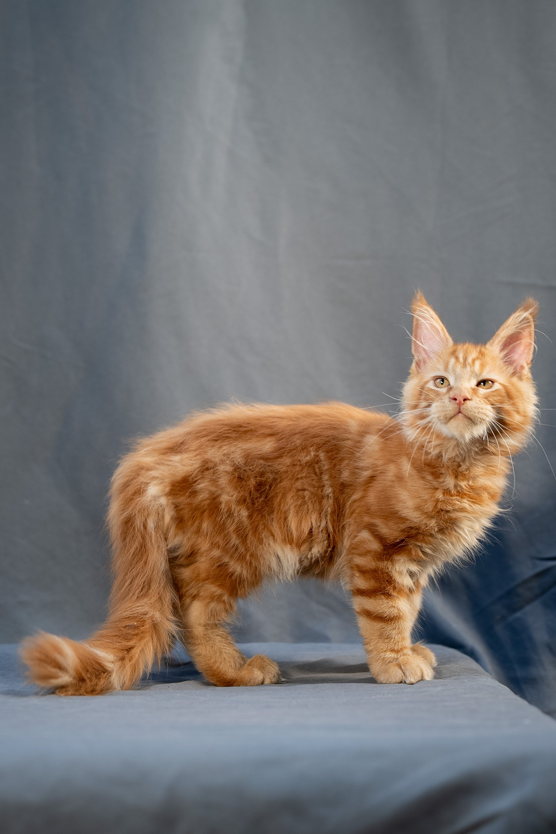 Senator Ezra. Senator Cat — Maine Coon cattery