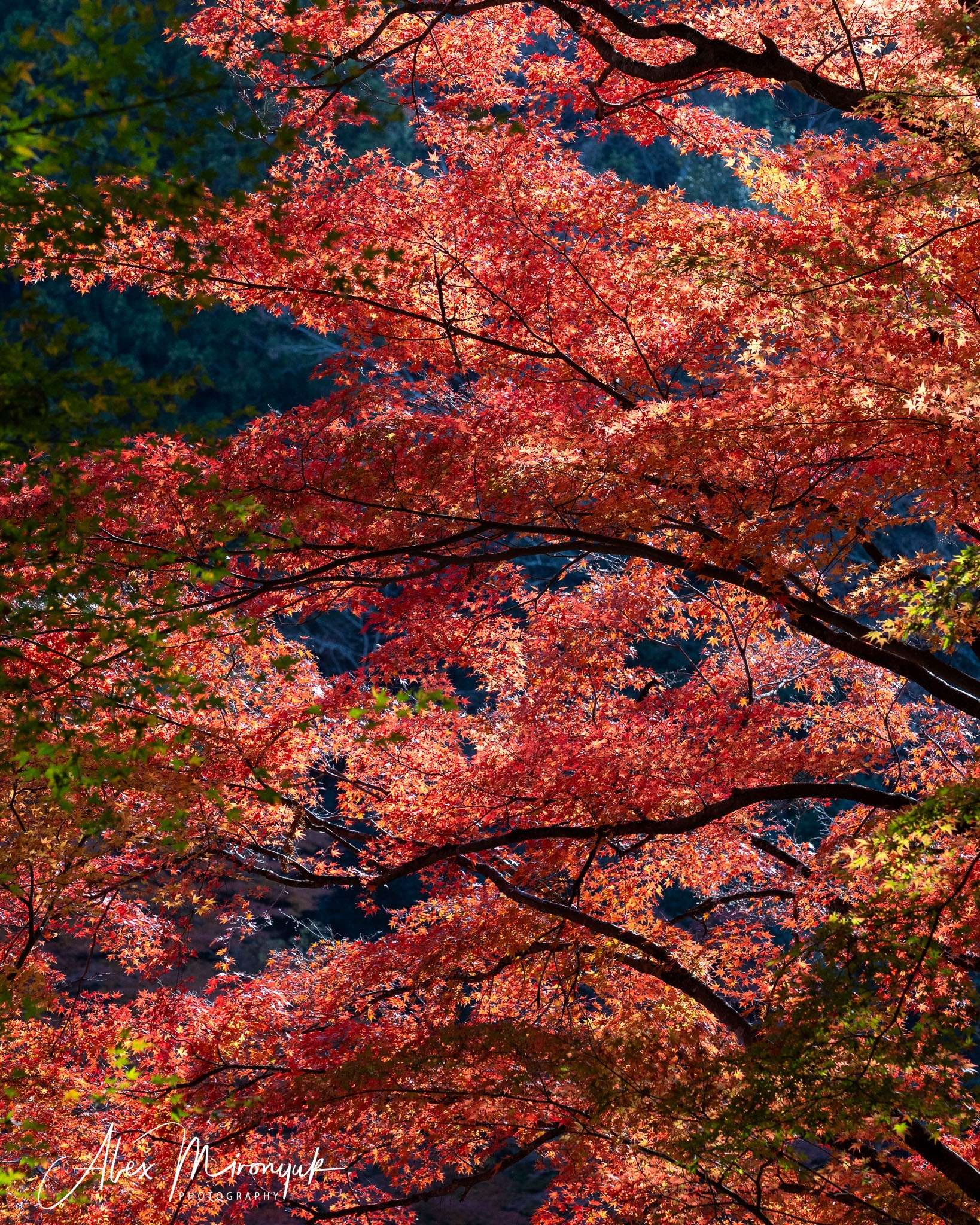 Autumn Colors of Japan. Pet, Senior, Landscape, portrait studio, photographer in Miami and Sou