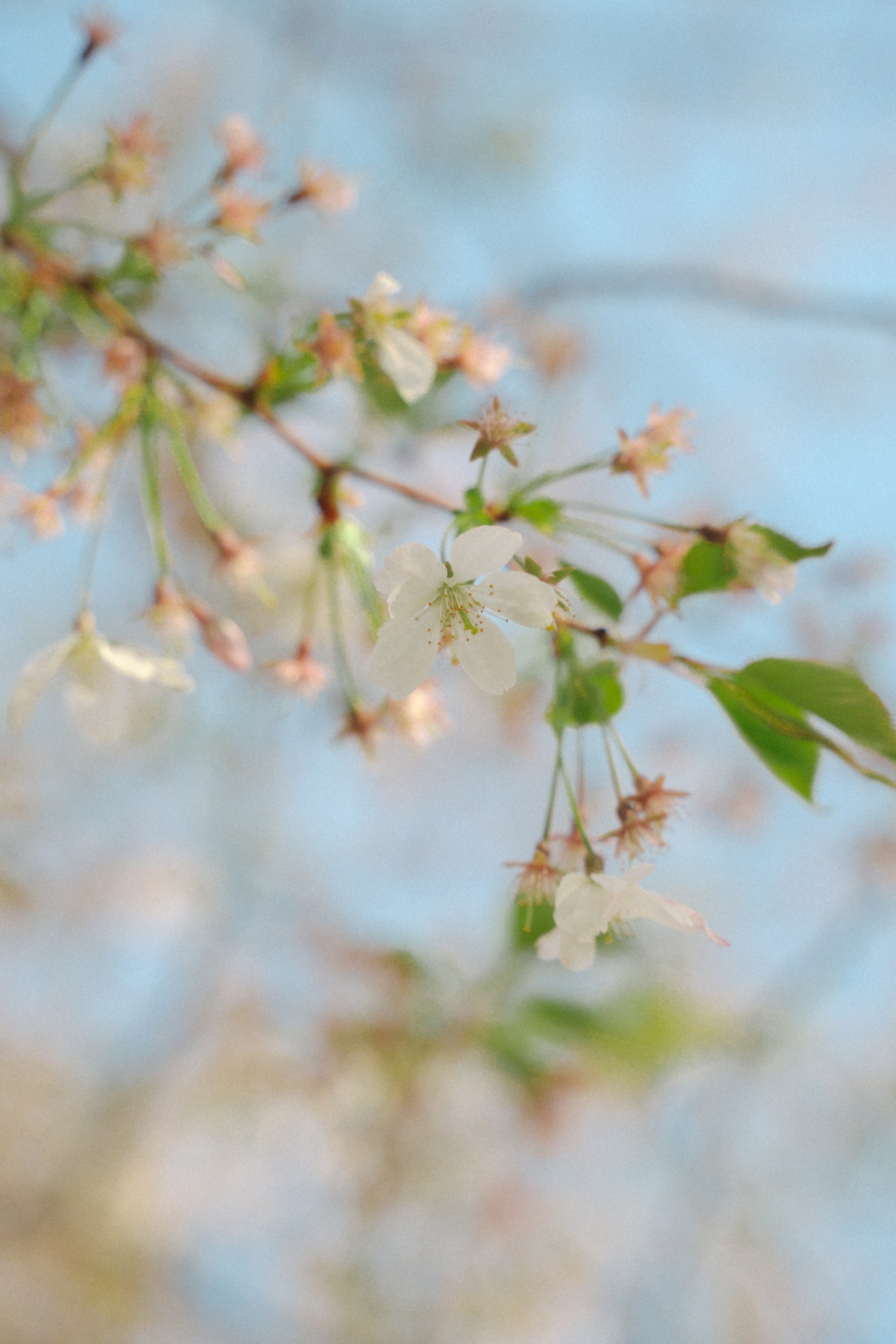 Páros galéria. Szőke Fotó & Film