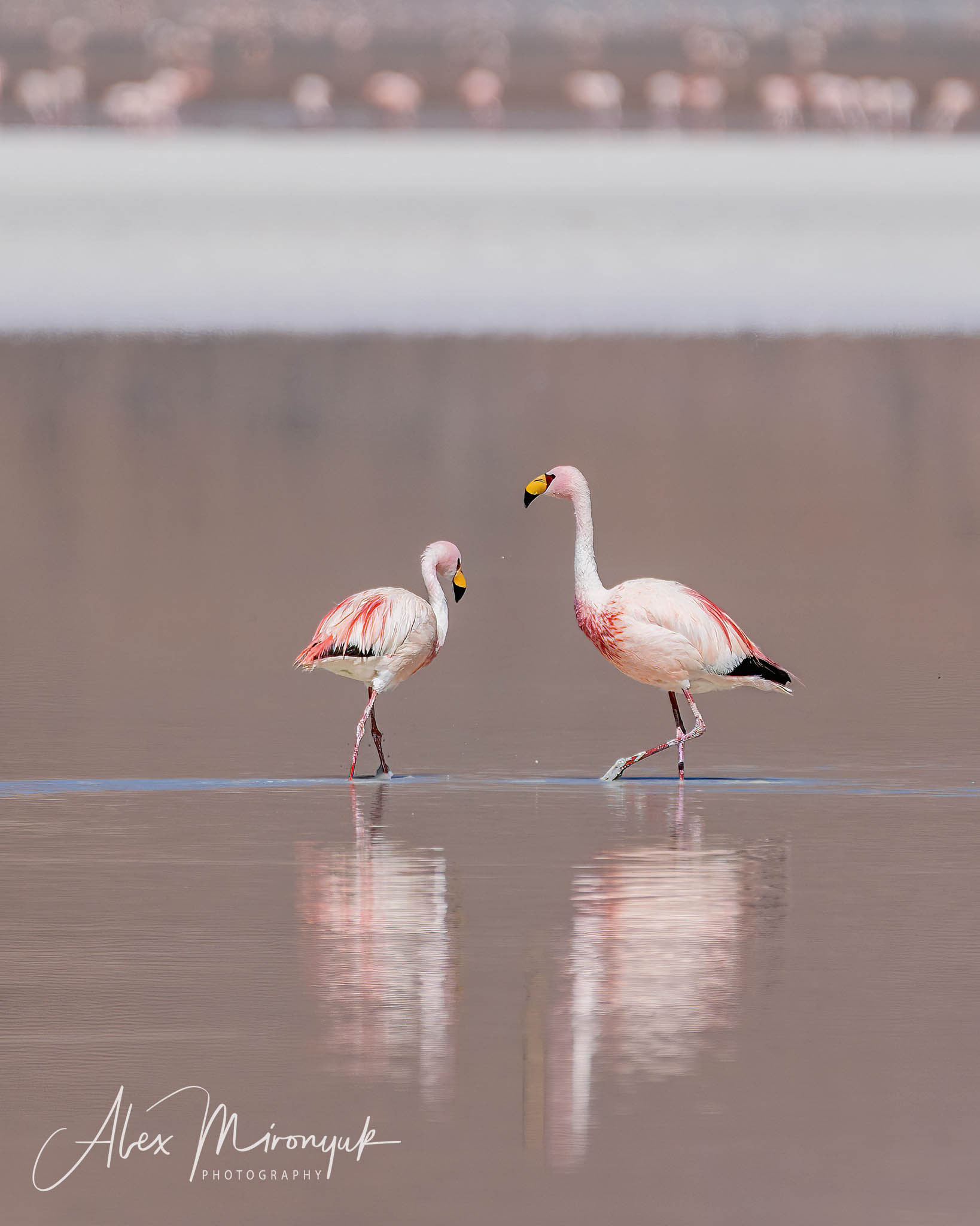 Bolivia Adventure. Pet, Senior, Landscape, portrait studio, photographer in Miami and Sou