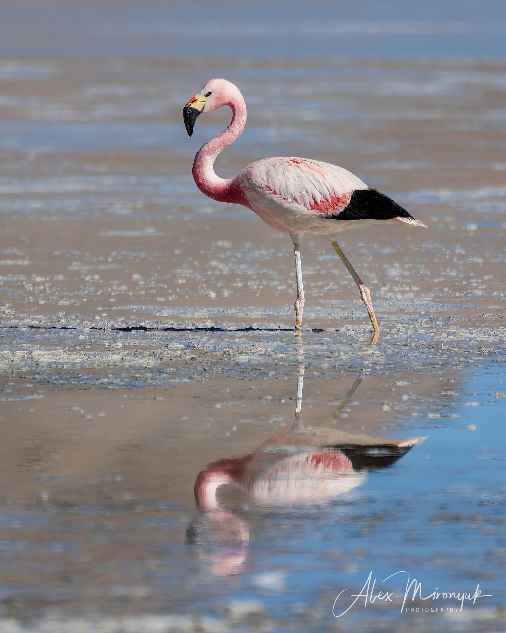 Bolivia Adventure. Pet, Senior, Landscape, portrait studio, photographer in Miami and Sou