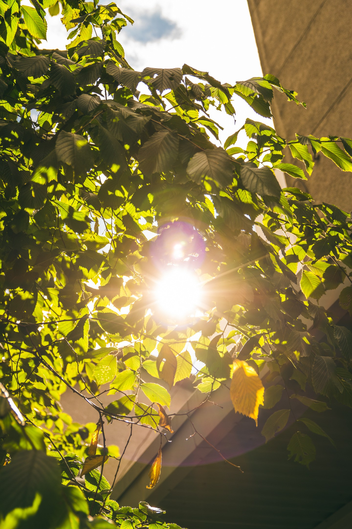 Nebula 25 — Fotod teie hingele