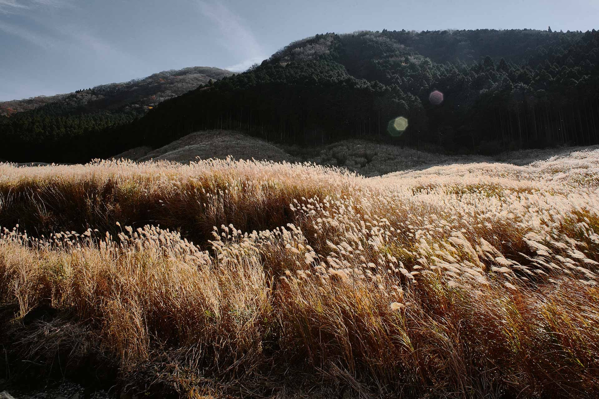 Golden pampas grass fields of the Sengokuhara Plateau during autumn in Hakone.