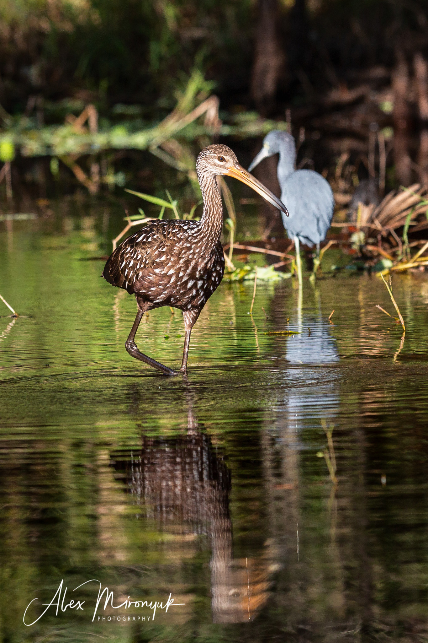 1-Day Eco-Adventure Tour “Alligators, Birds and Cypress”. Alex Mironyuk Photography
