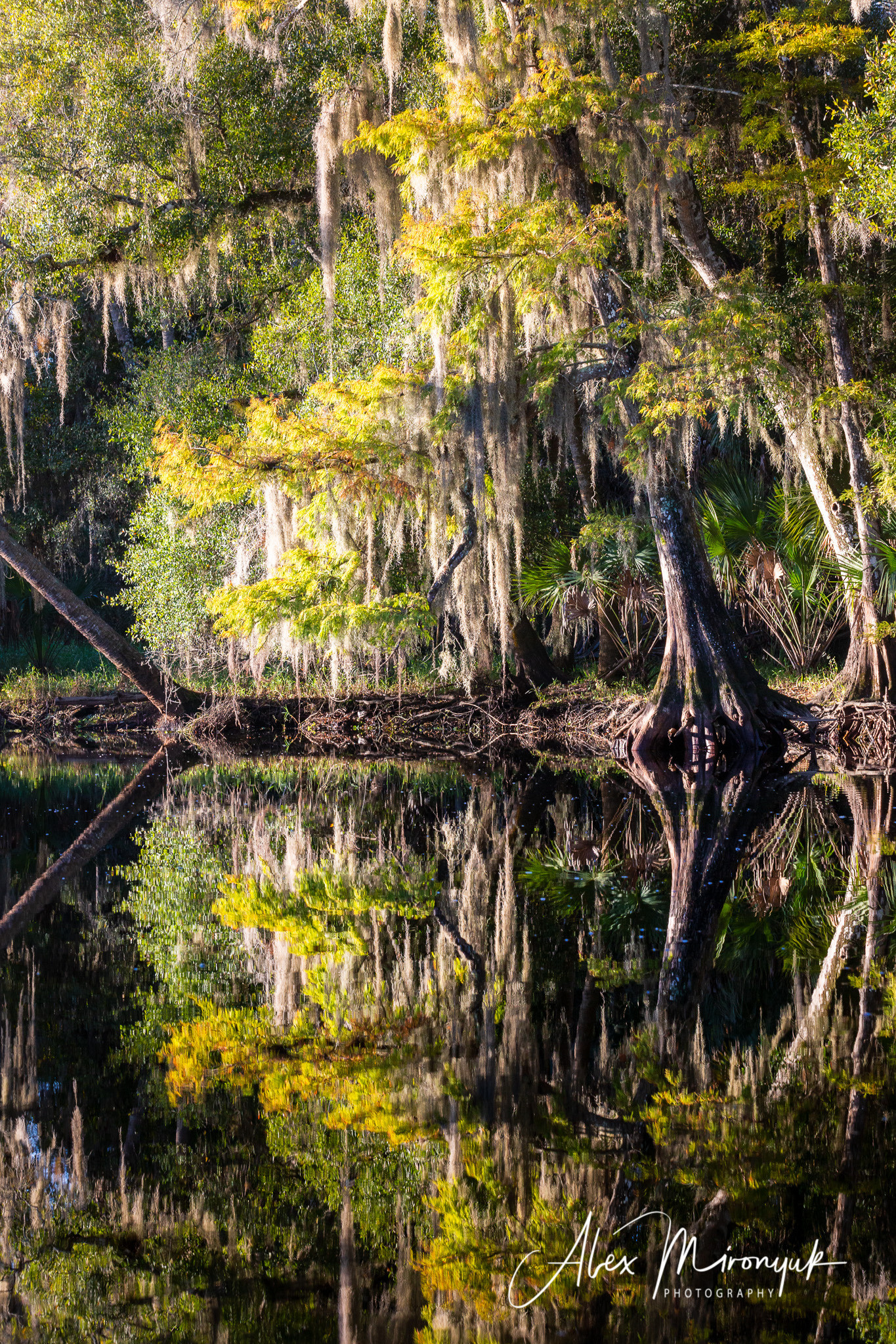 1-Day Eco-Adventure Tour “Alligators, Birds and Cypress”. Alex Mironyuk Photography