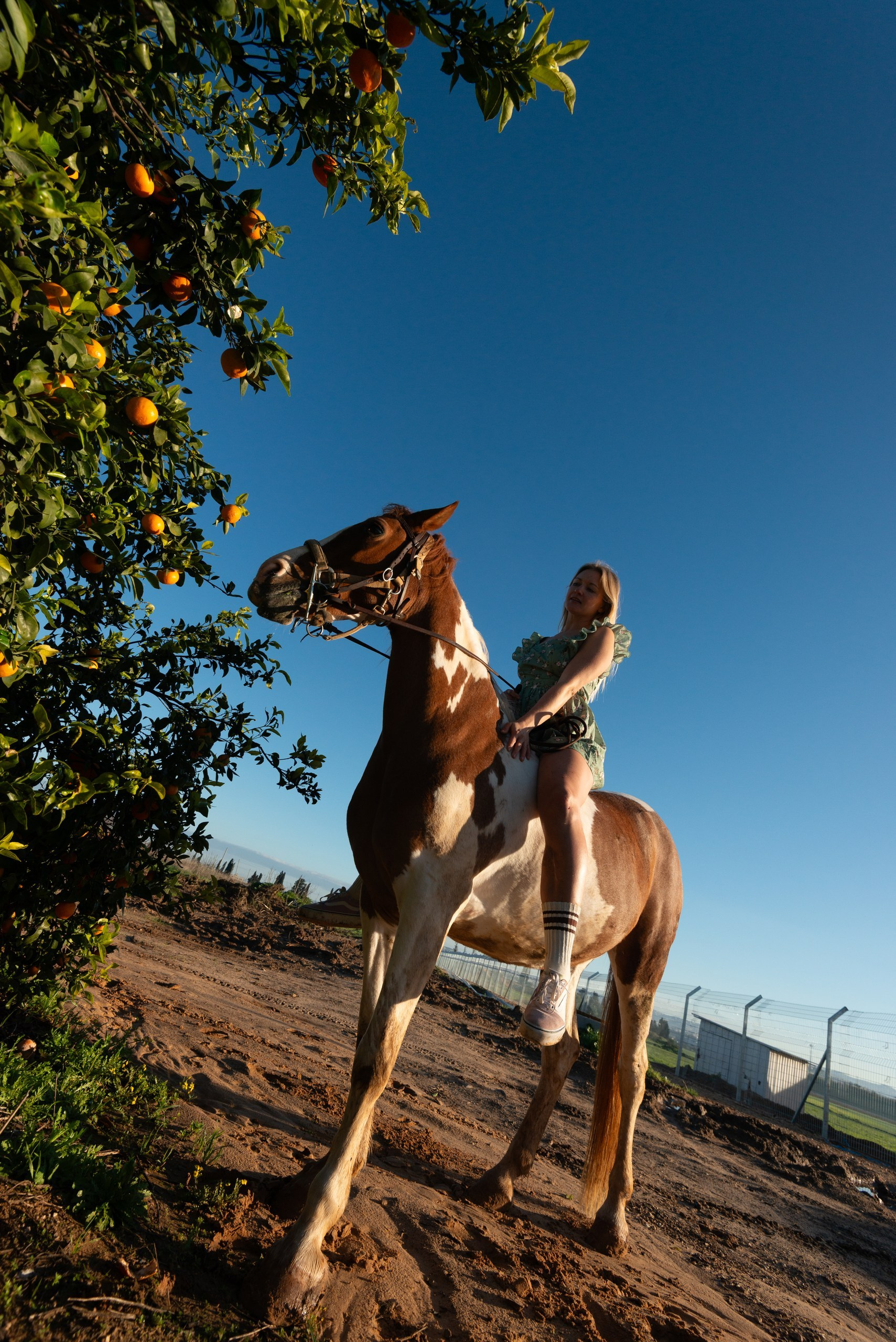 Golden hour at Rio’s ranch. Dina Solomina | Photographer in Israel
