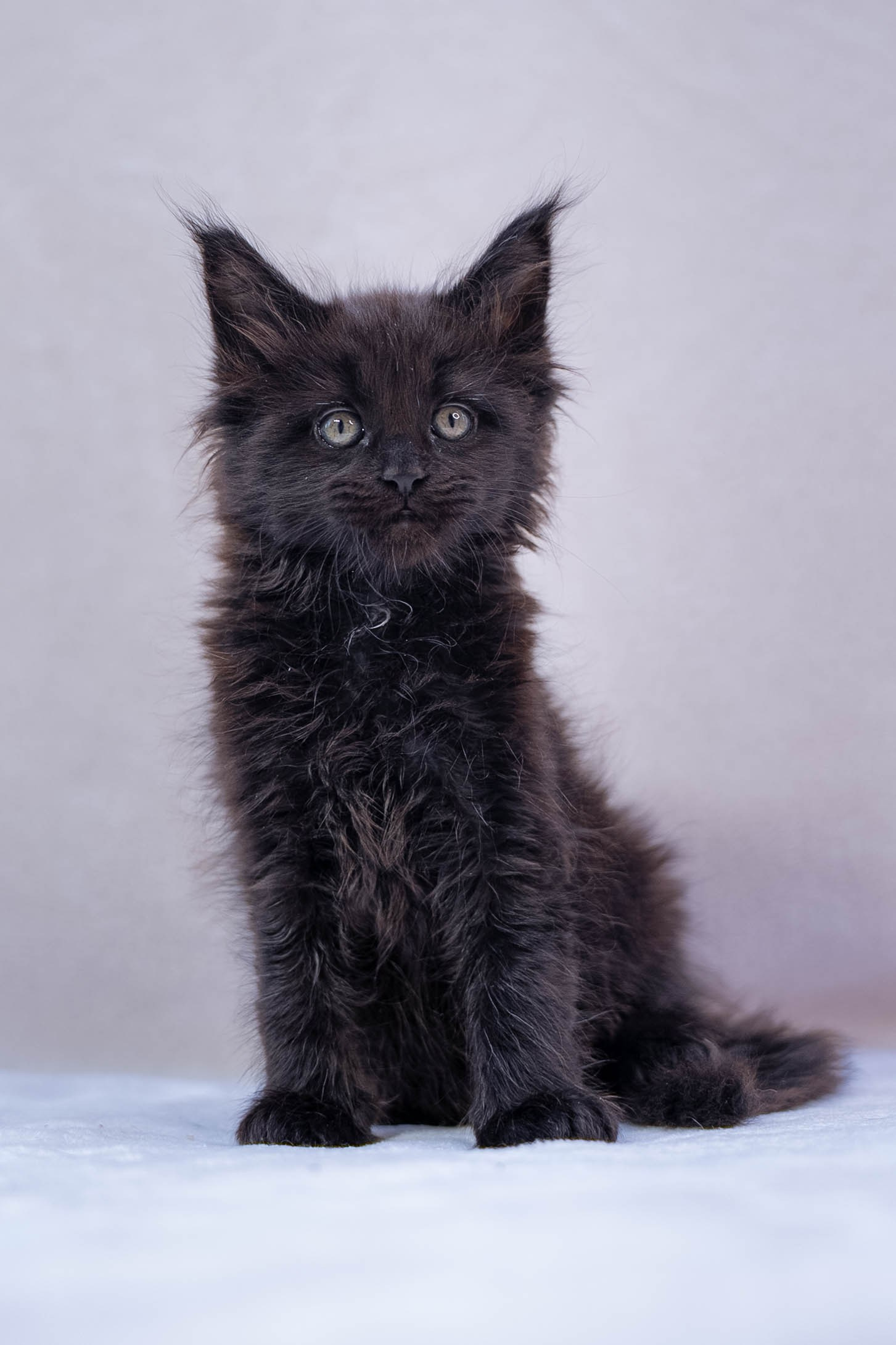 Senator Qualibur. Senator Cat — Maine Coon cattery