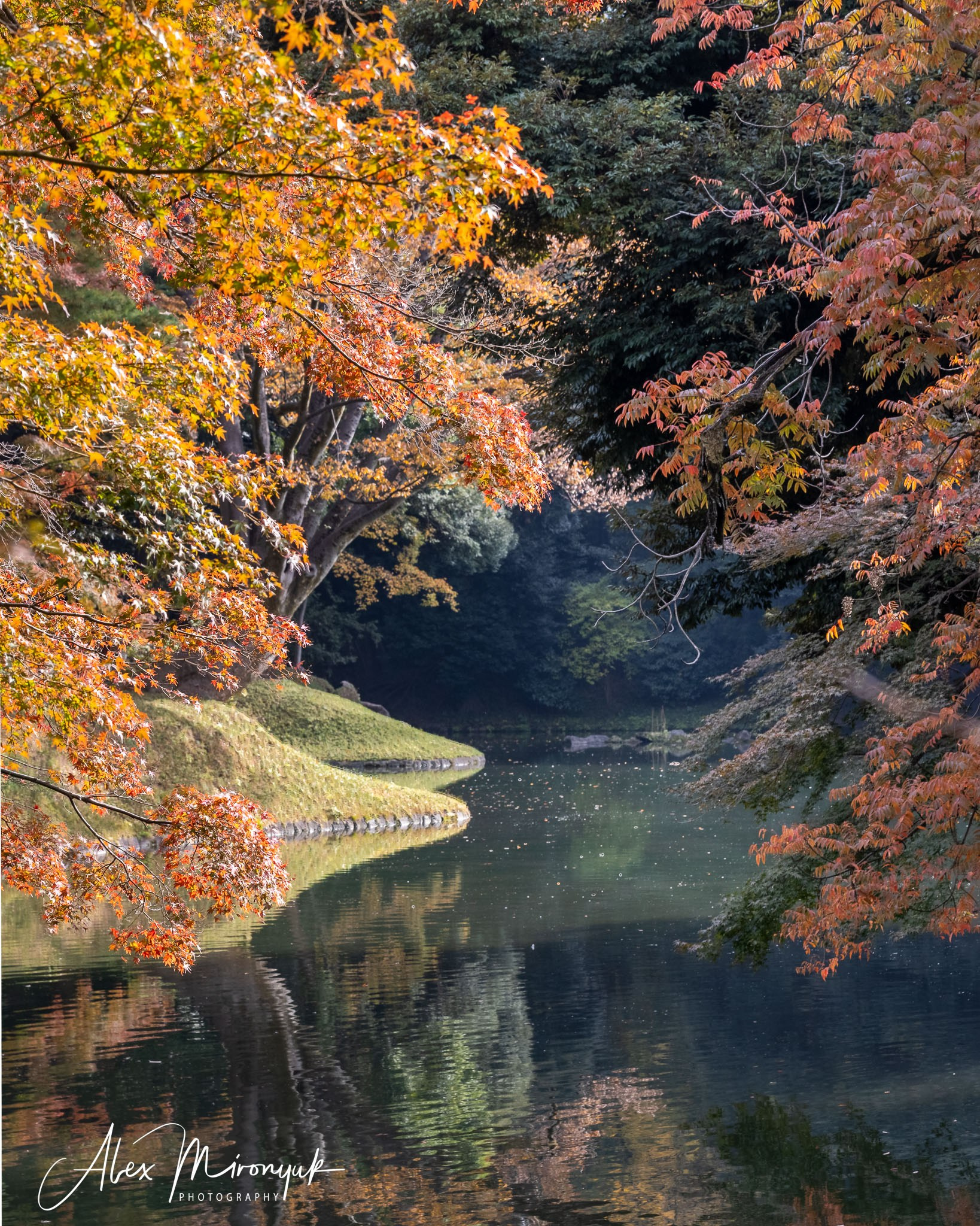 Autumn Colors of Japan. Pet, Senior, Landscape, portrait studio, photographer in Miami and Sou