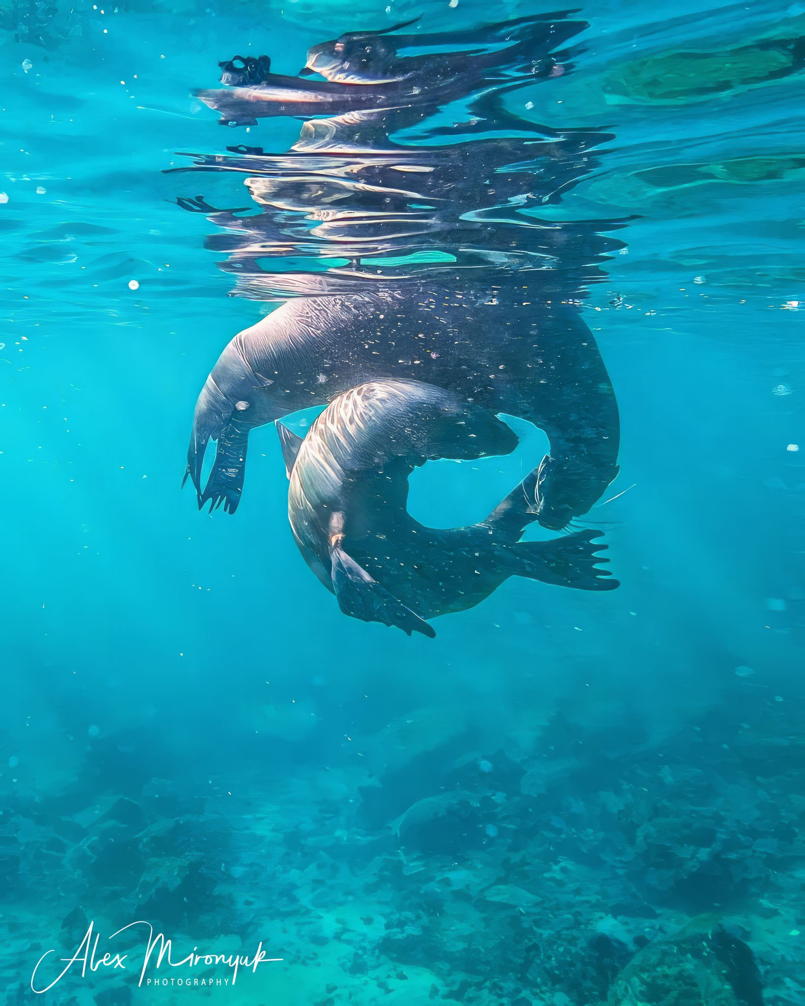 Galapagos Islands Adventure. Alex Mironyuk Photography