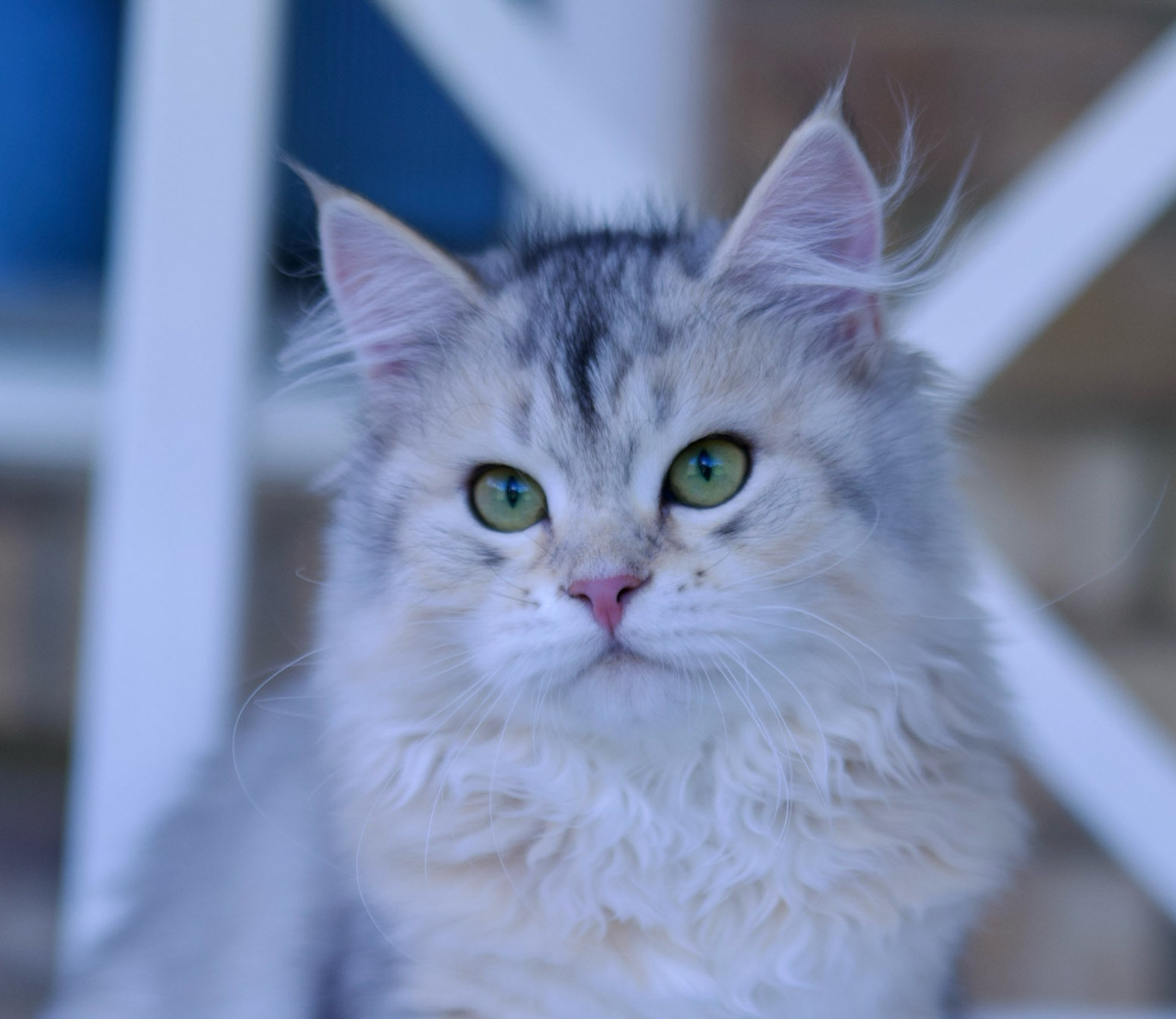 Siberian Kittens in Dallas TX | Traditional & Hypoallergenic | Astera Siberians. Astera Siberians |Hypoallergenic Kittens