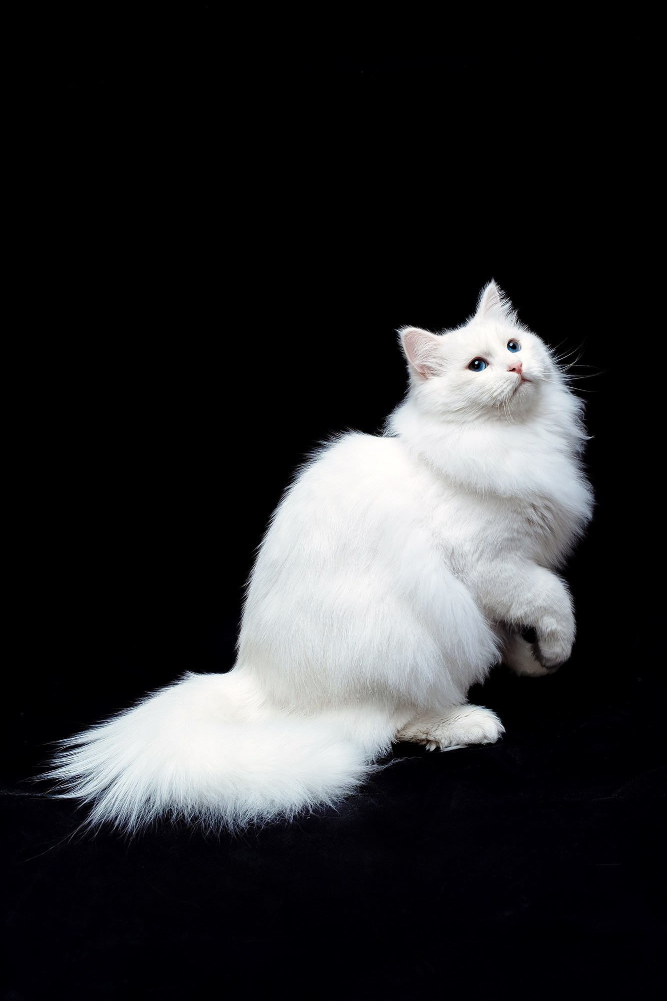 Zuchtkater | Male. Photographer Татьяна