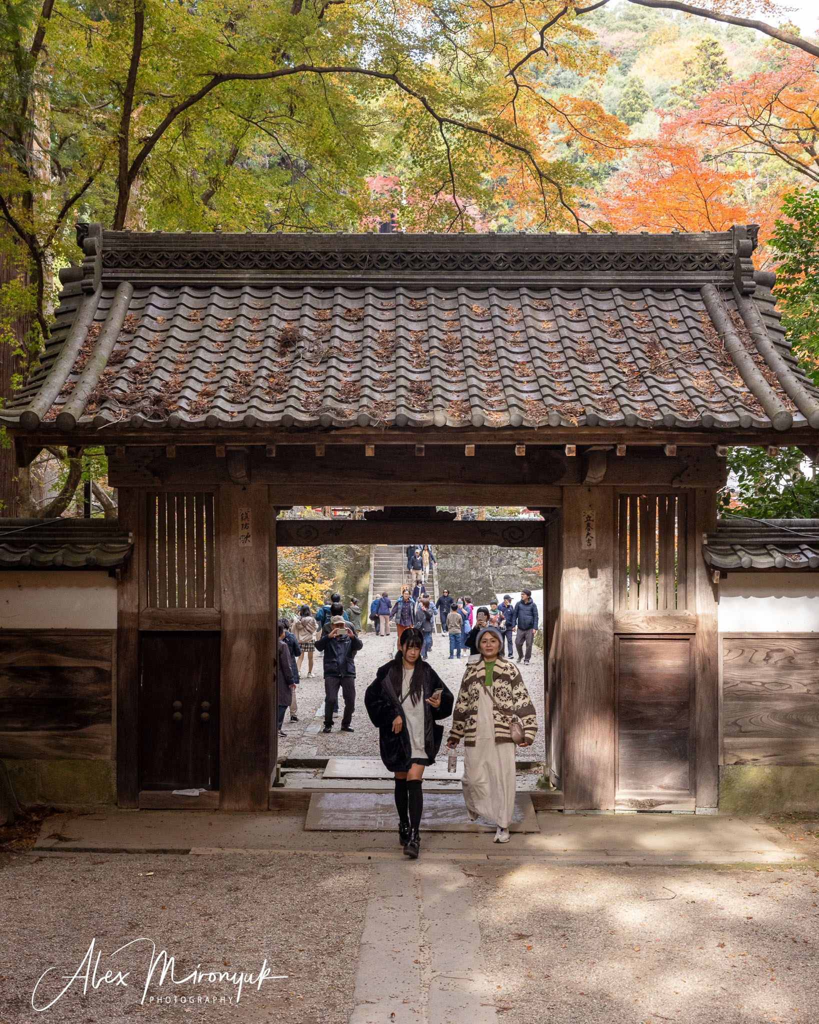 Autumn Colors of Japan. Pet, Senior, Landscape, portrait studio, photographer in Miami and Sou