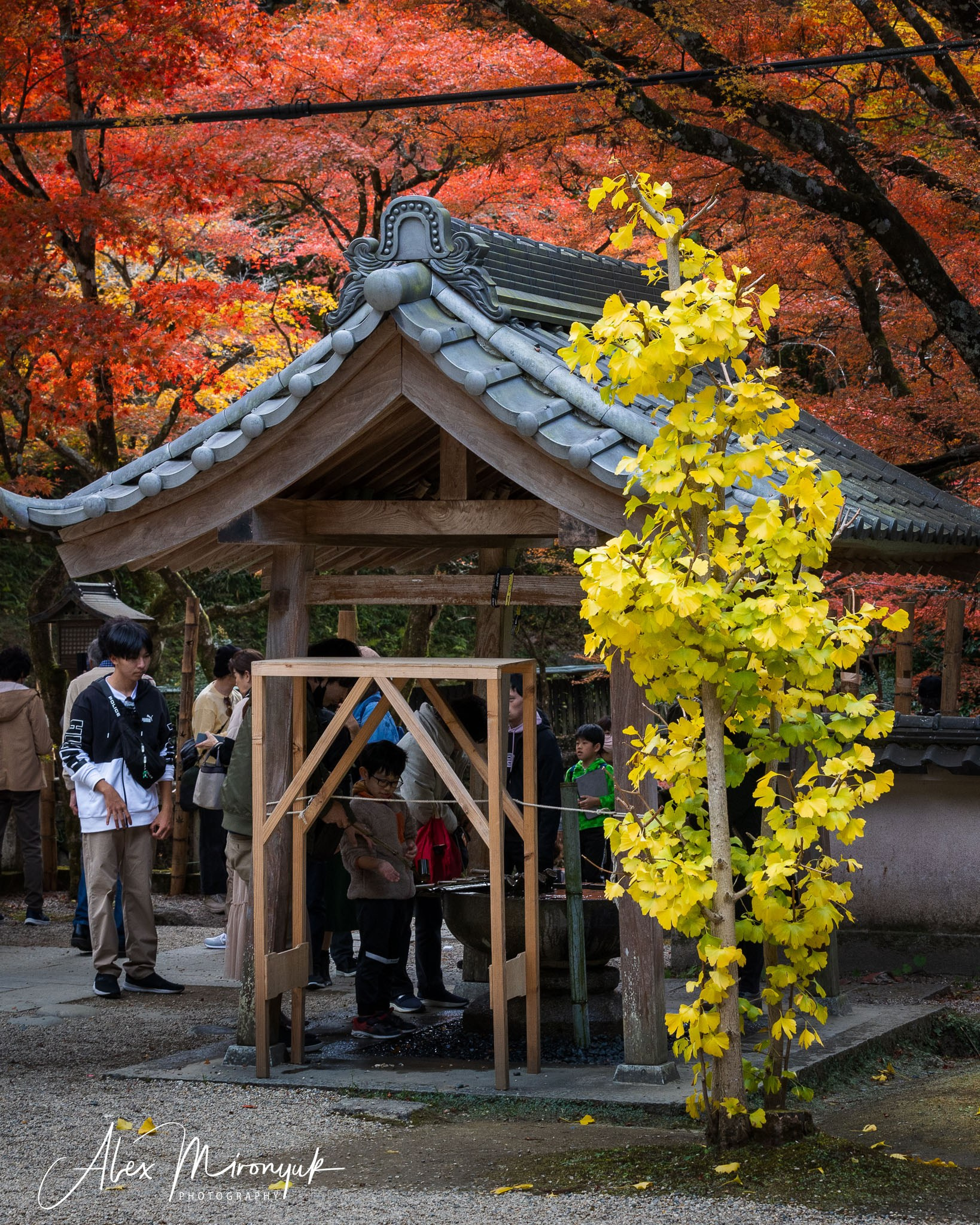 Autumn Colors of Japan. Pet, Senior, Landscape, portrait studio, photographer in Miami and Sou