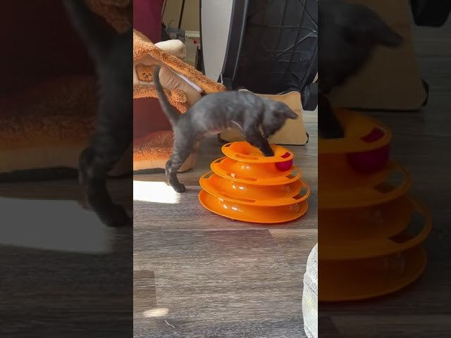 Smoke, boy,  born on  04.11.24, Sold. Devon Rex Pixie Cattery