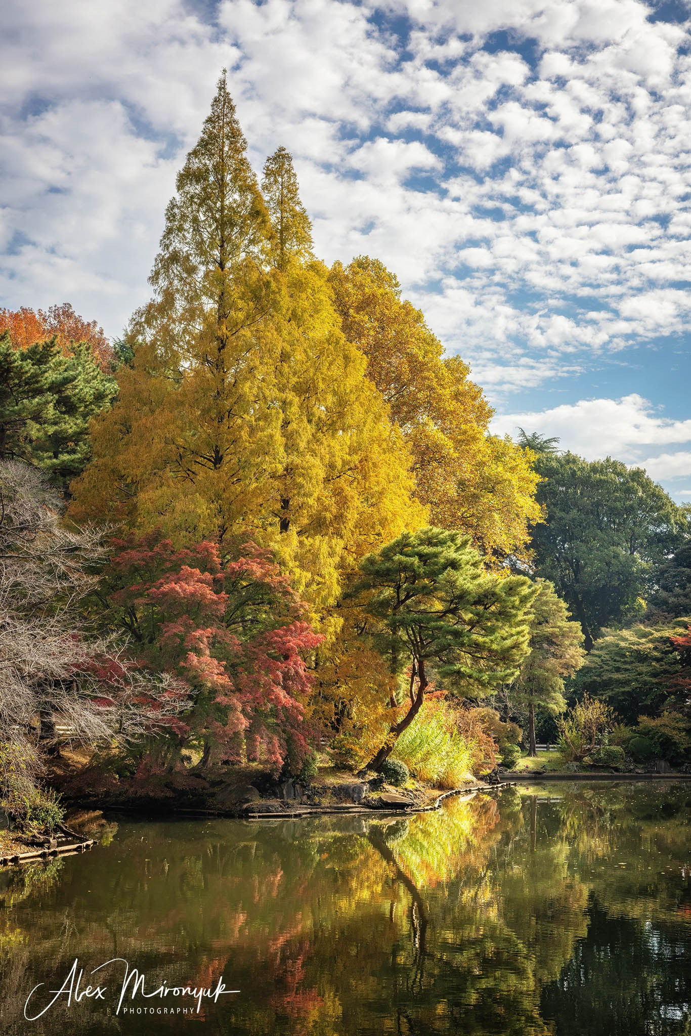 Autumn Colors of Japan. Pet, Senior, Landscape, portrait studio, photographer in Miami and Sou