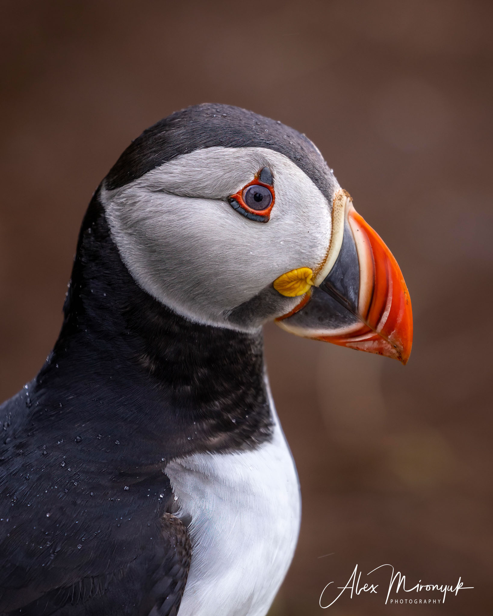 All Colors Of Iceland. Pet, Senior, Landscape, portrait studio, photographer in Miami and Sou