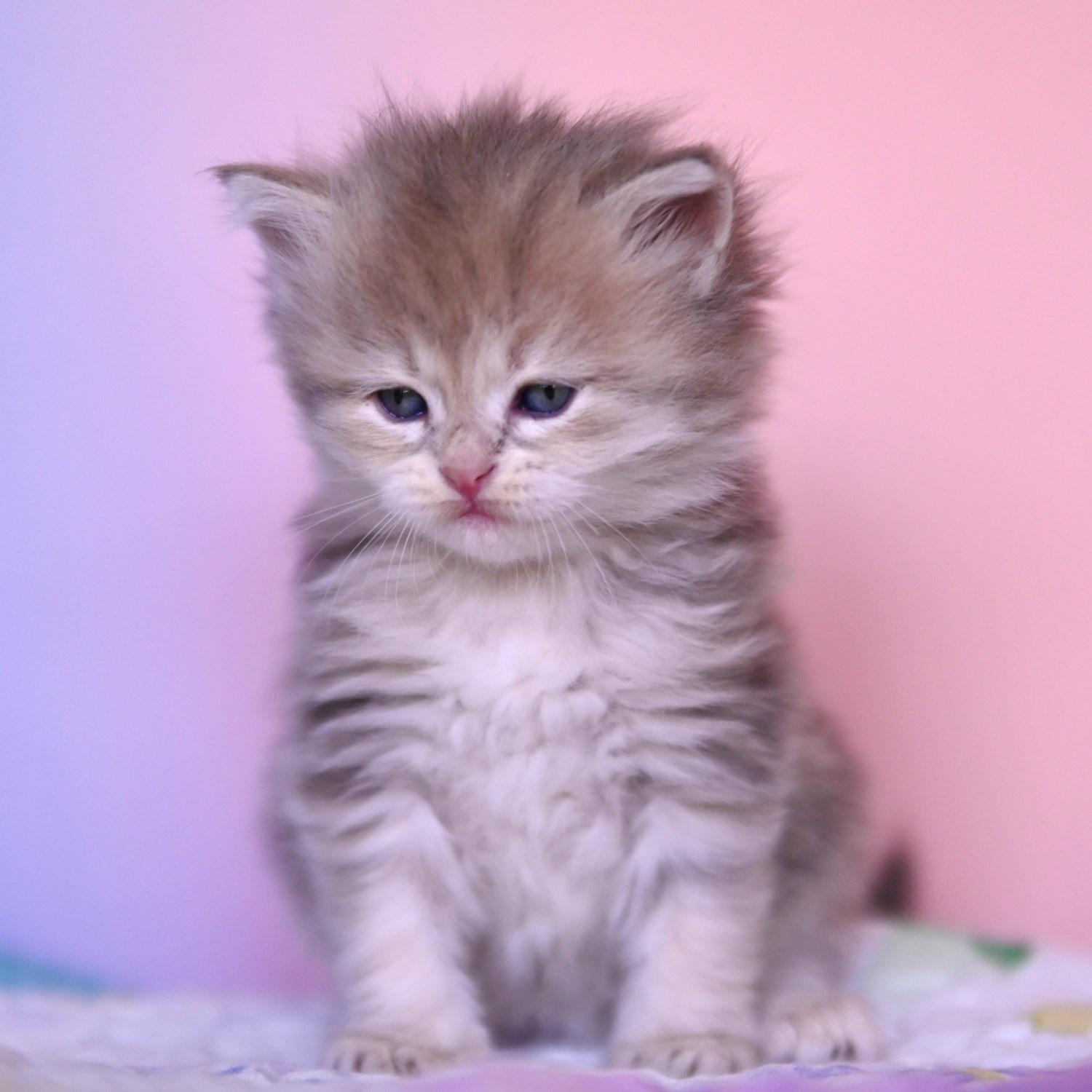 Blue Corin Siberian kitten with pink and purple background