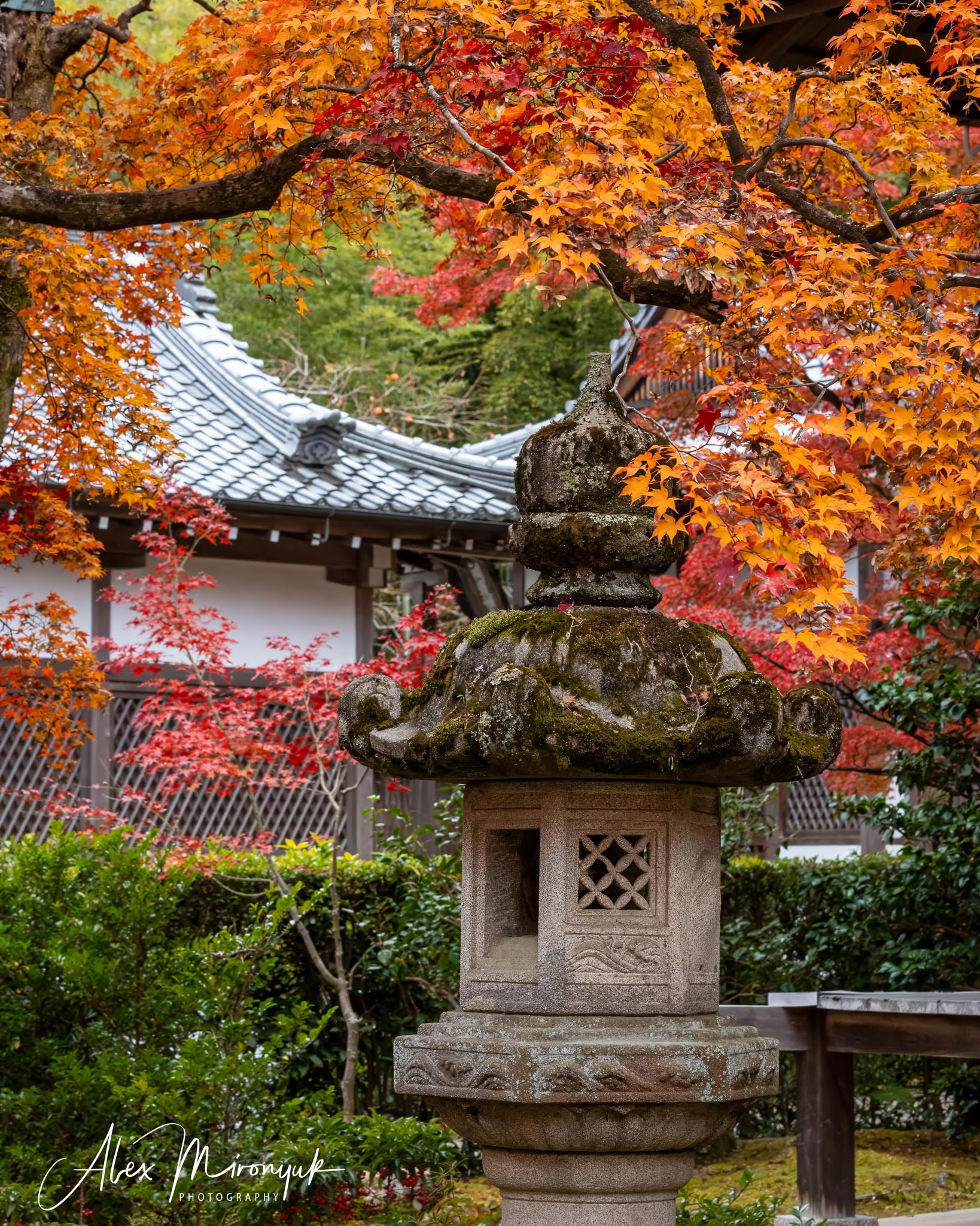 Autumn Colors of Japan. Pet, Senior, Landscape, portrait studio, photographer in Miami and Sou