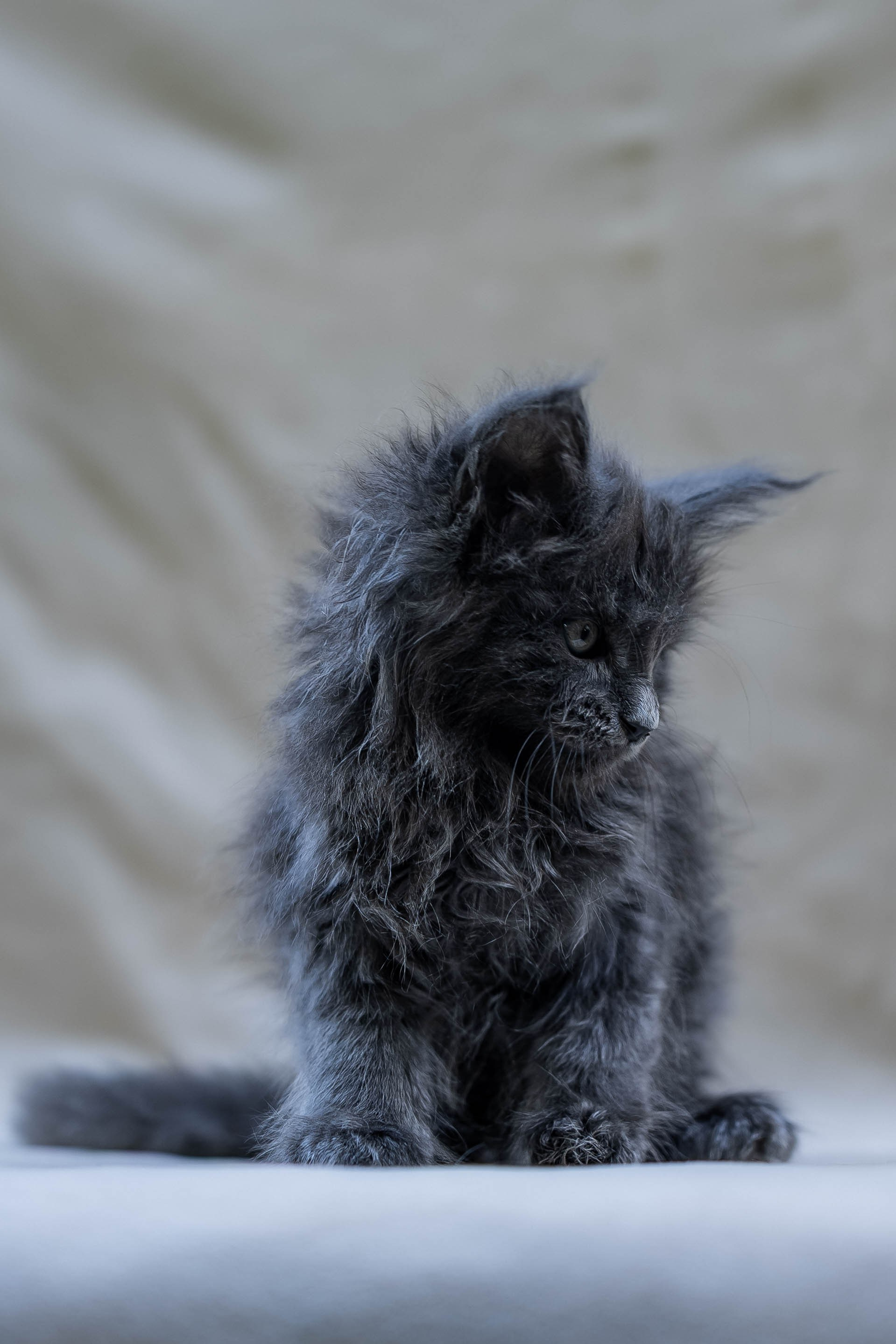 Senator Orlando. Senator Cat — Maine Coon cattery