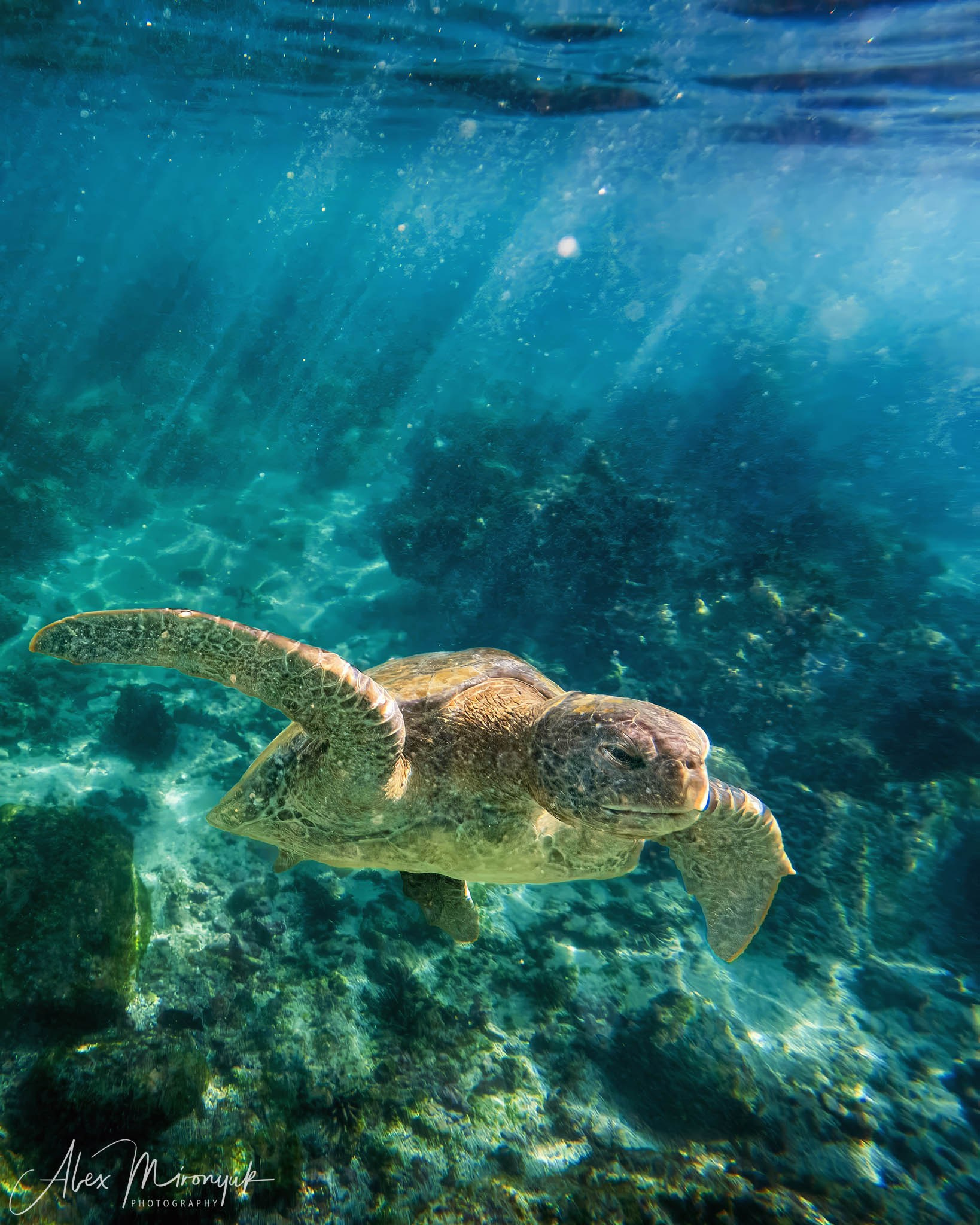 Galapagos Islands Adventure. Alex Mironyuk Photography
