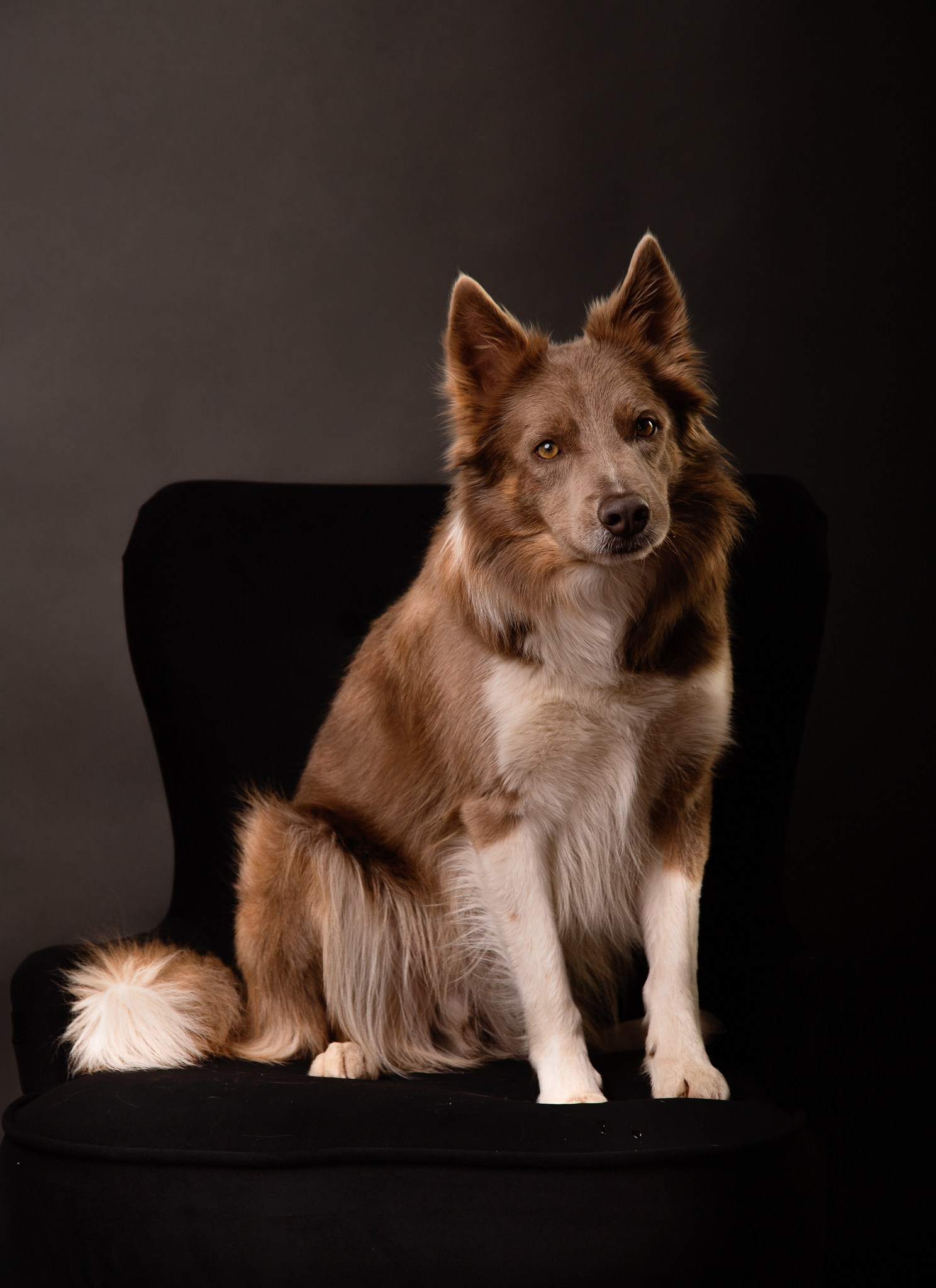 PETS. Fotograf de portret si boudoir in cluj napoca