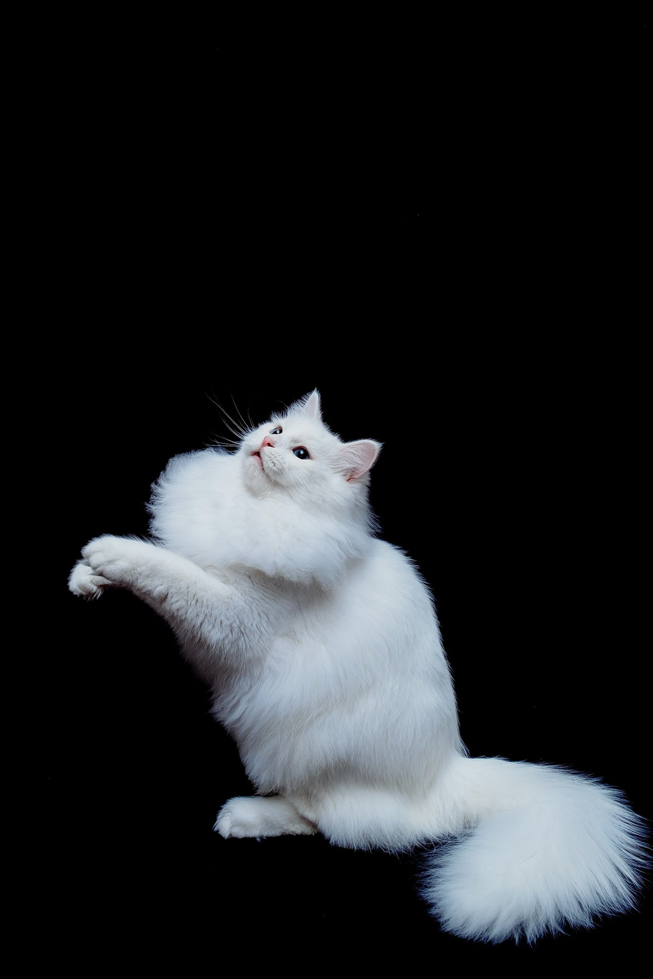 Zuchtkater | Male. Photographer Татьяна