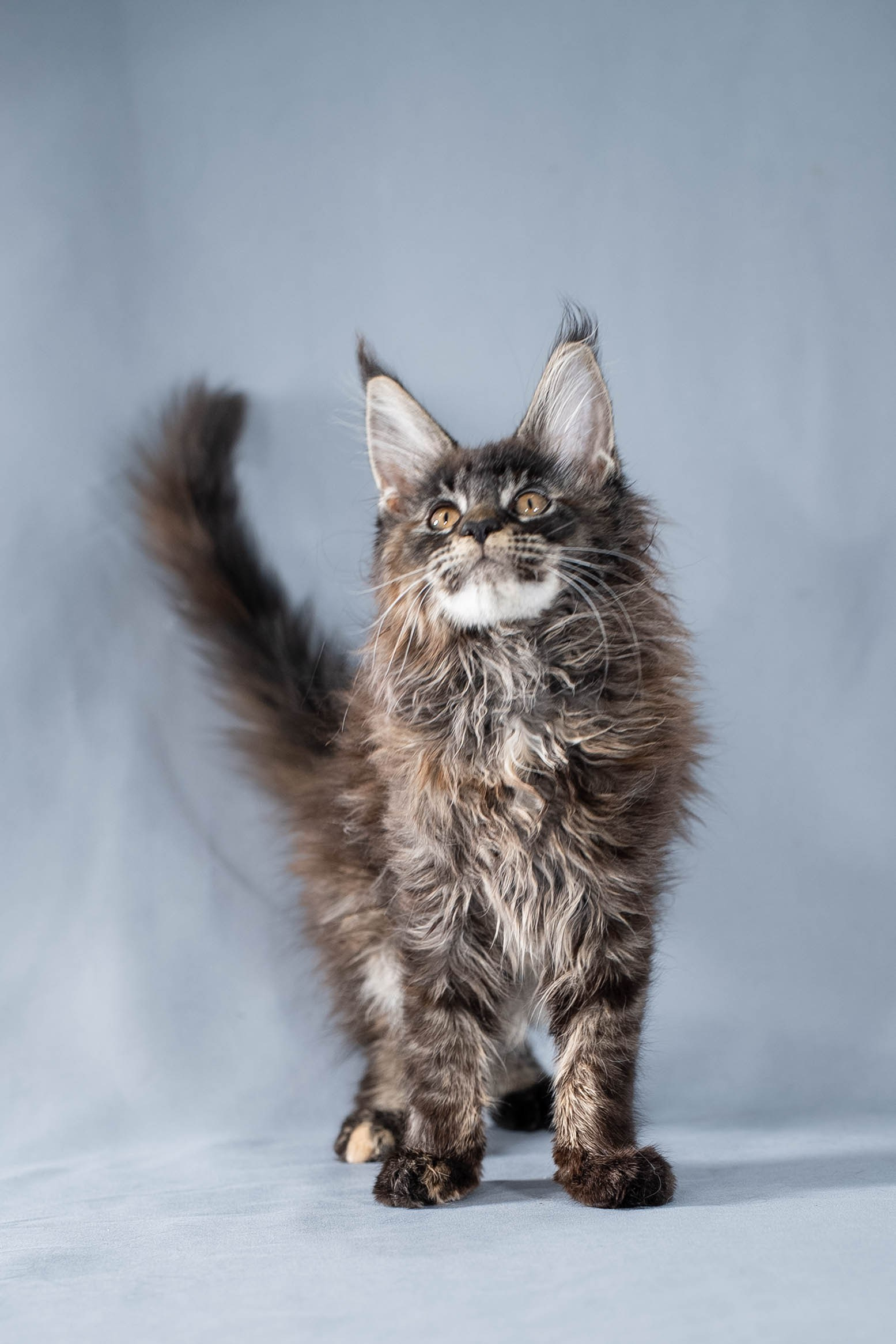 Senator Ursula. Senator Cat — Maine Coon cattery